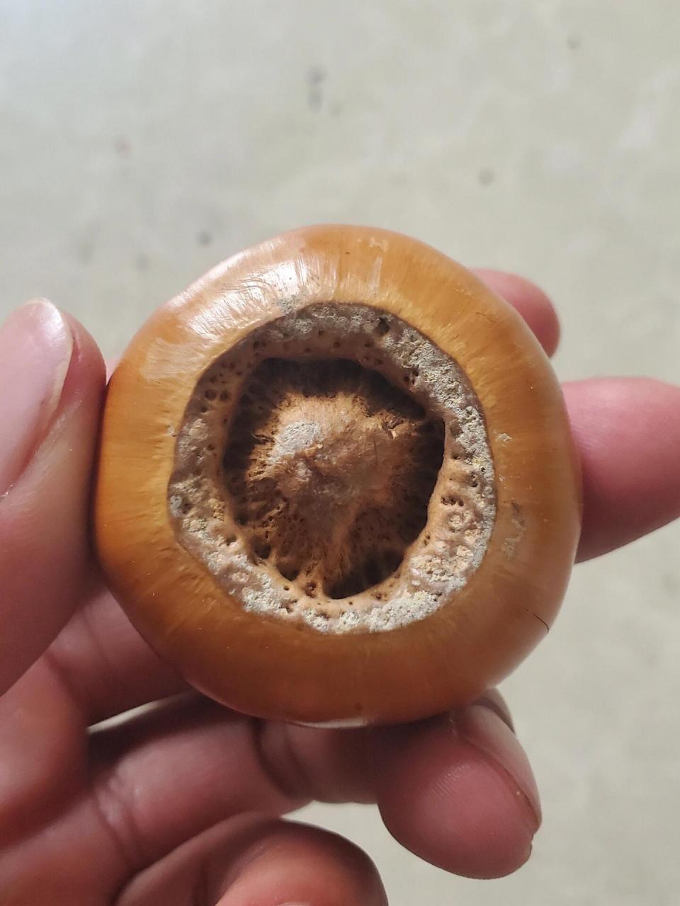 这种壳斗科果实是我见过的最大的壳斗科果实了,种子很大,很厚,而且很