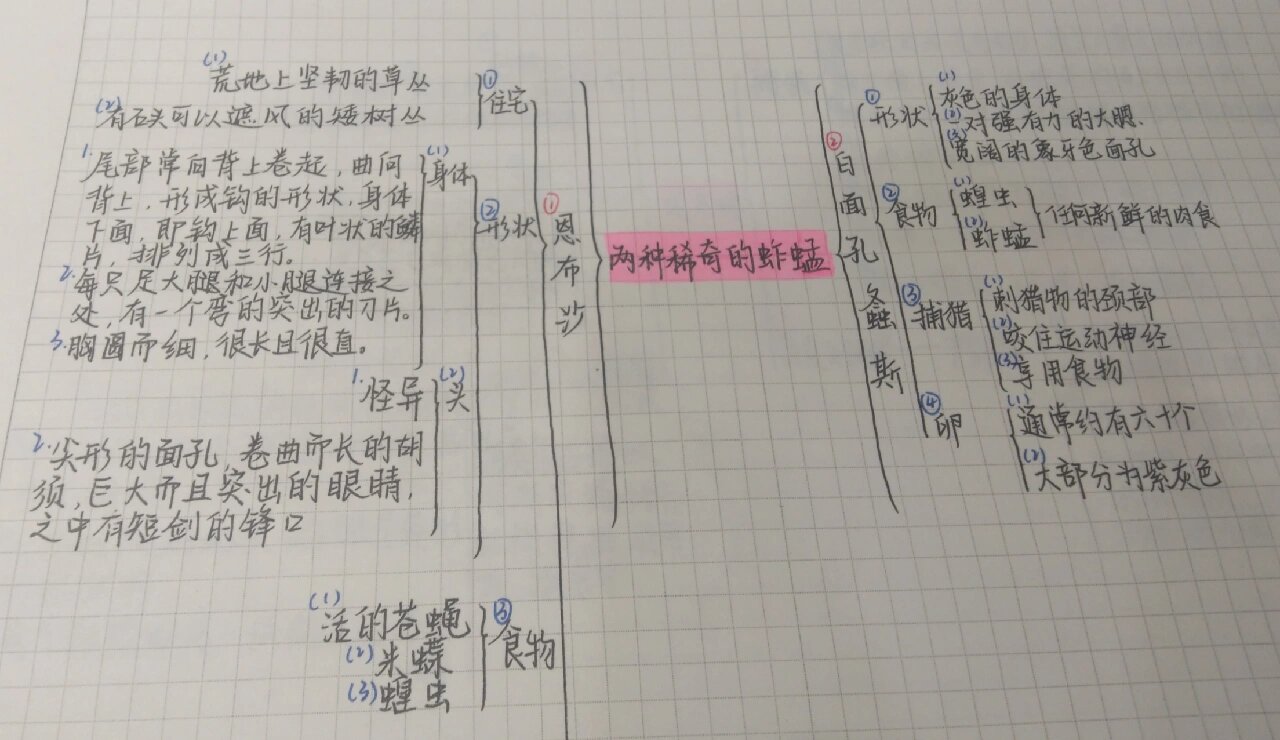 蚂蚱思维导图怎么画图片