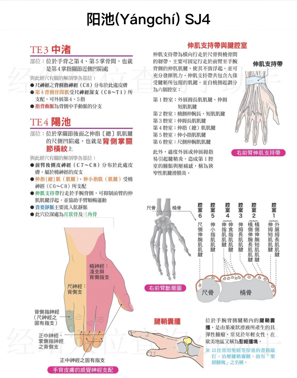 阳池穴(手少阳三焦经第4穴) 【特定穴】 原穴 【主治病症】 ①头痛,目