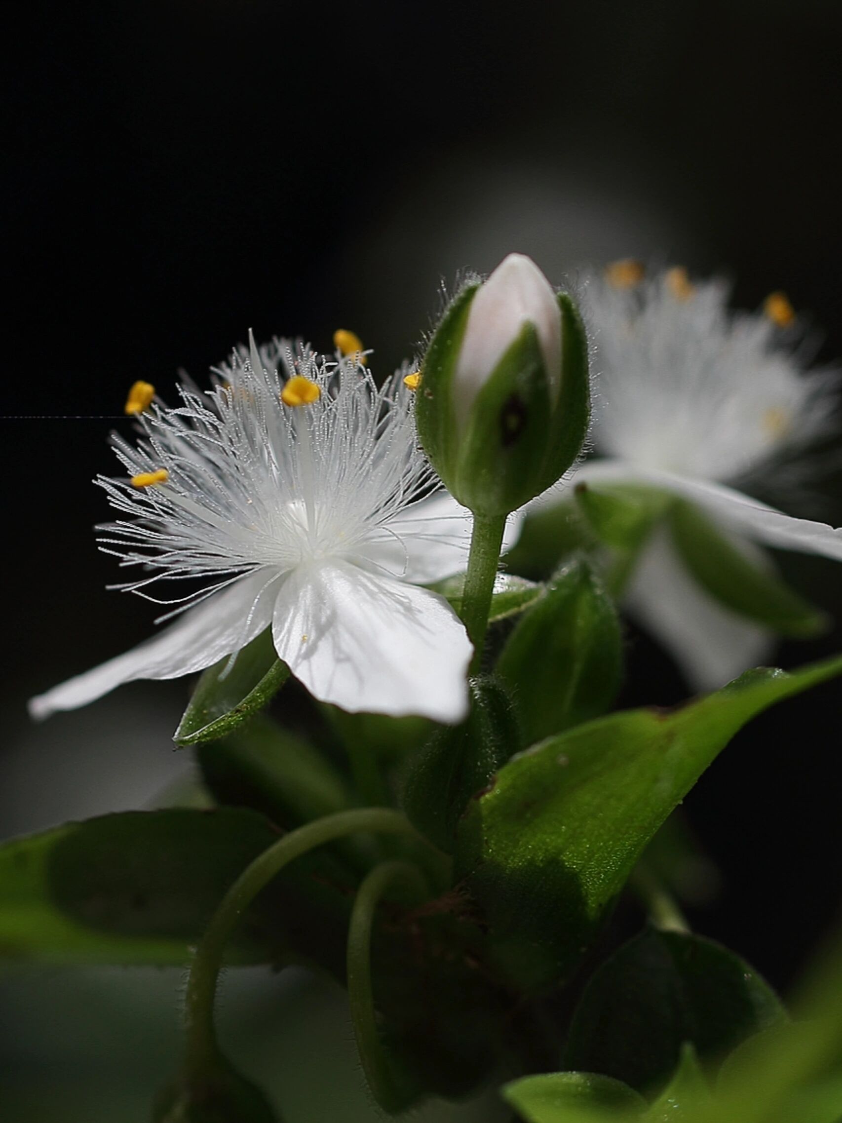 白花紫露草花语图片