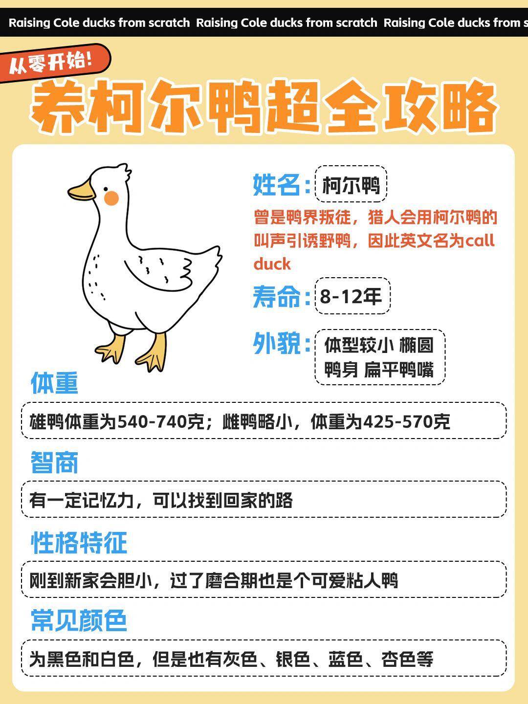 从零开始养柯尔鸭6015这谁能拒绝鸭71