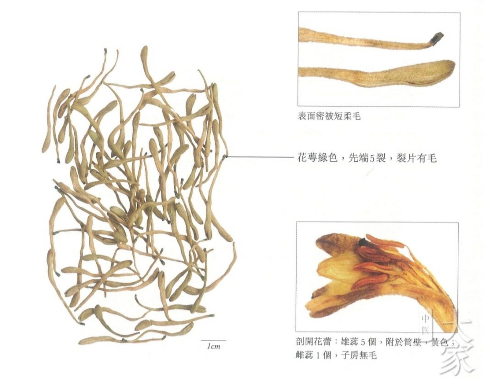 金银花的生长过程图片图片