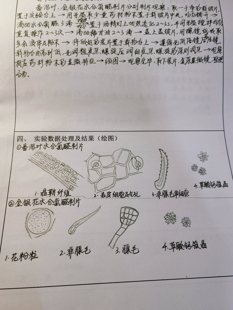 金银花显微鉴别图图片