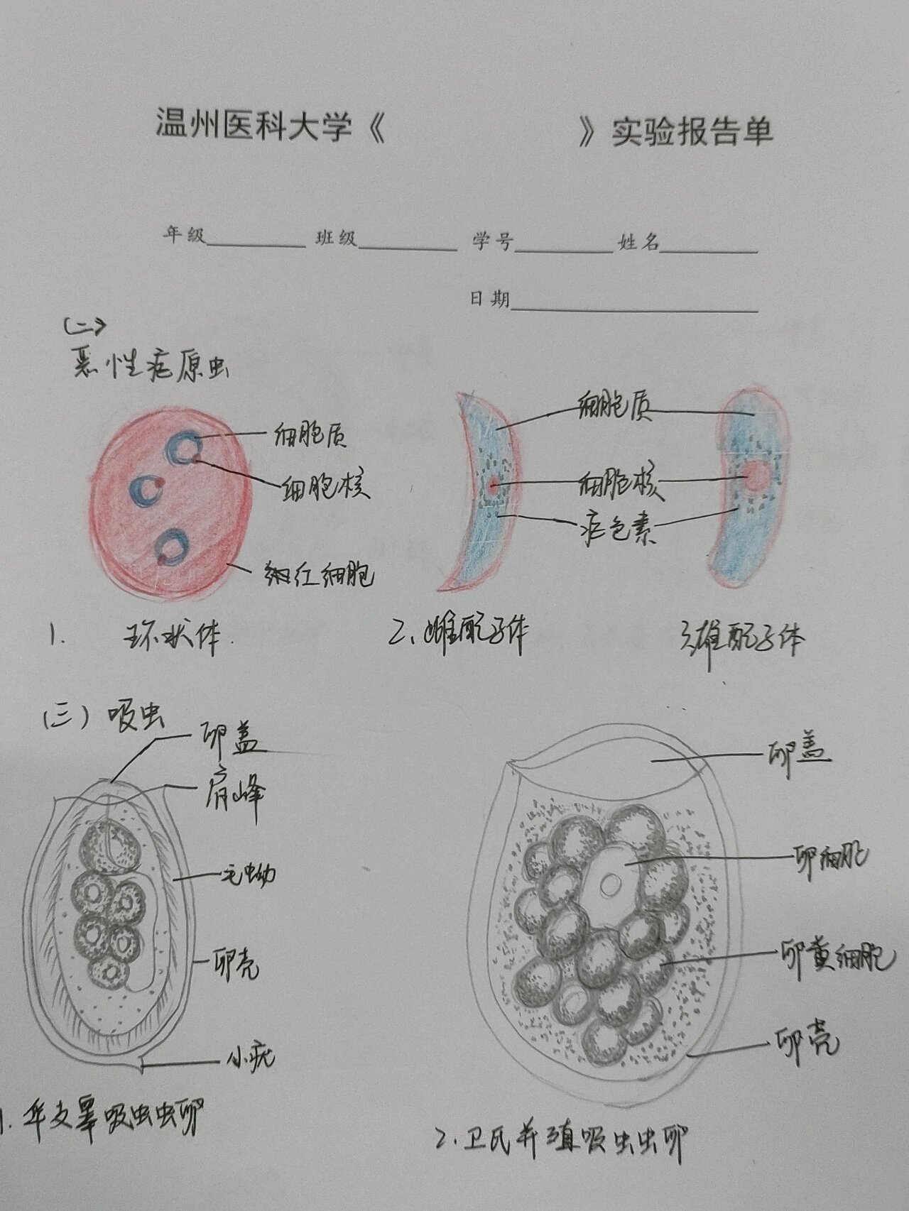 虫卵肉芽肿红蓝绘图图片