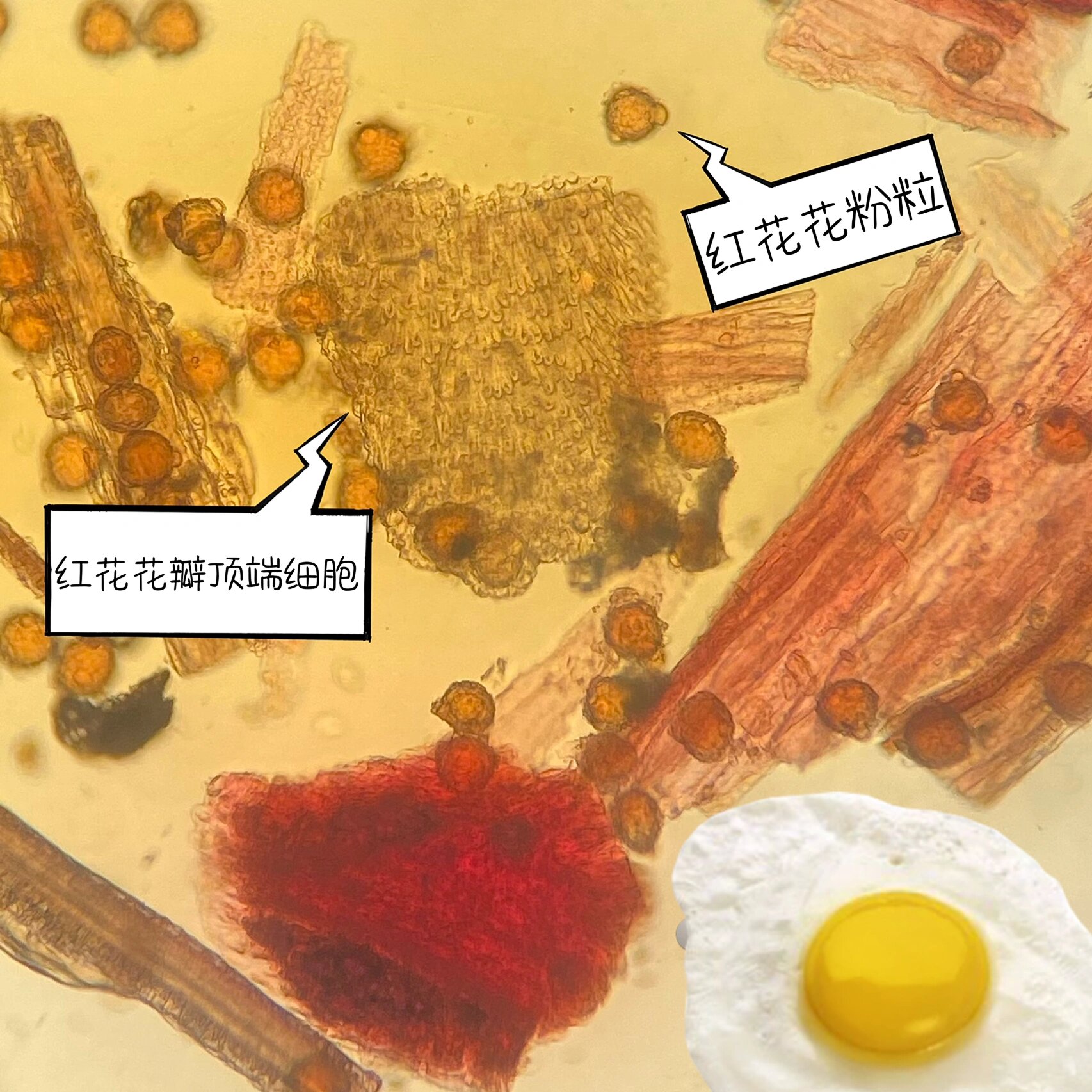 红花显微特征