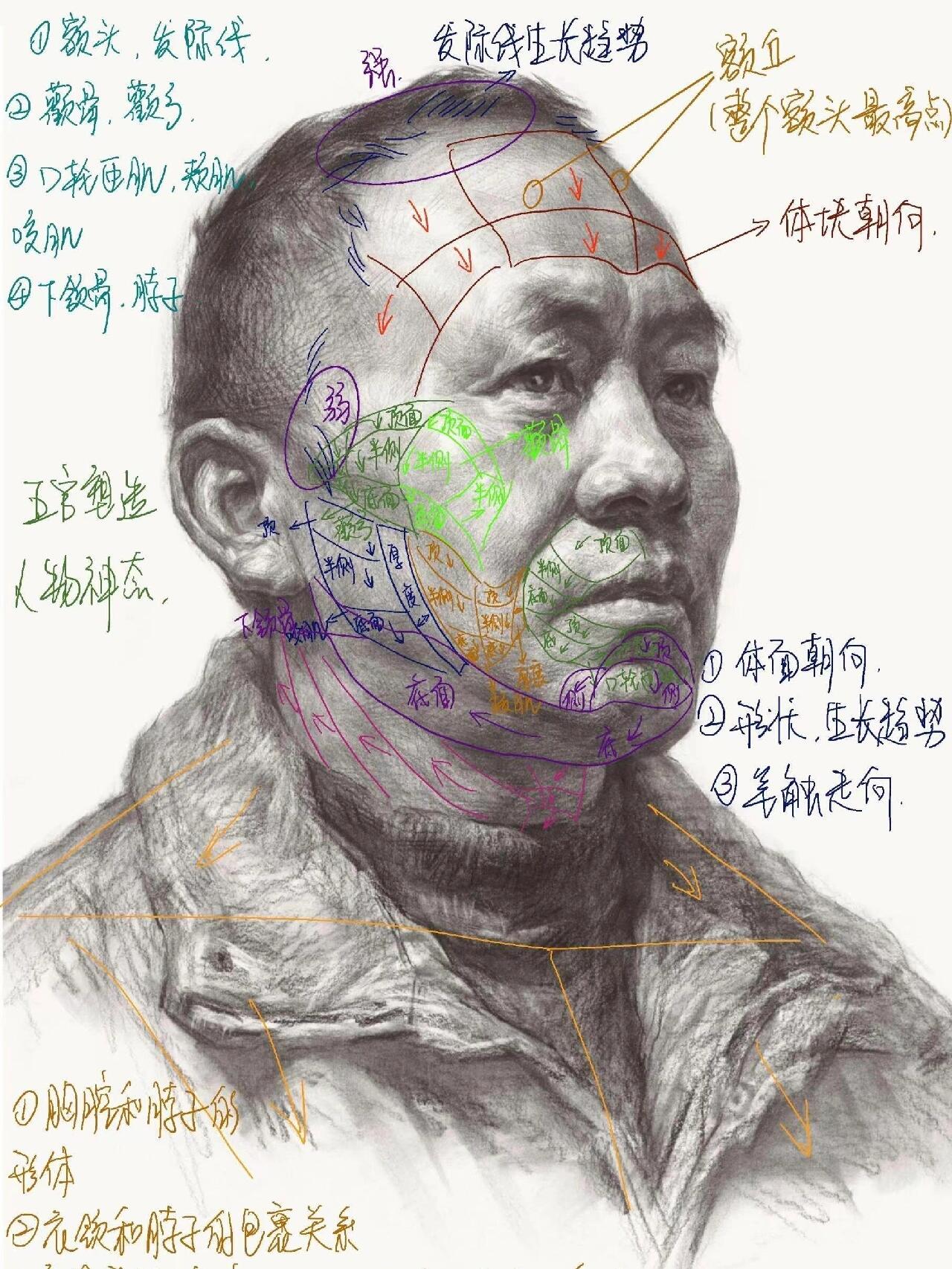 素描头像结构解析