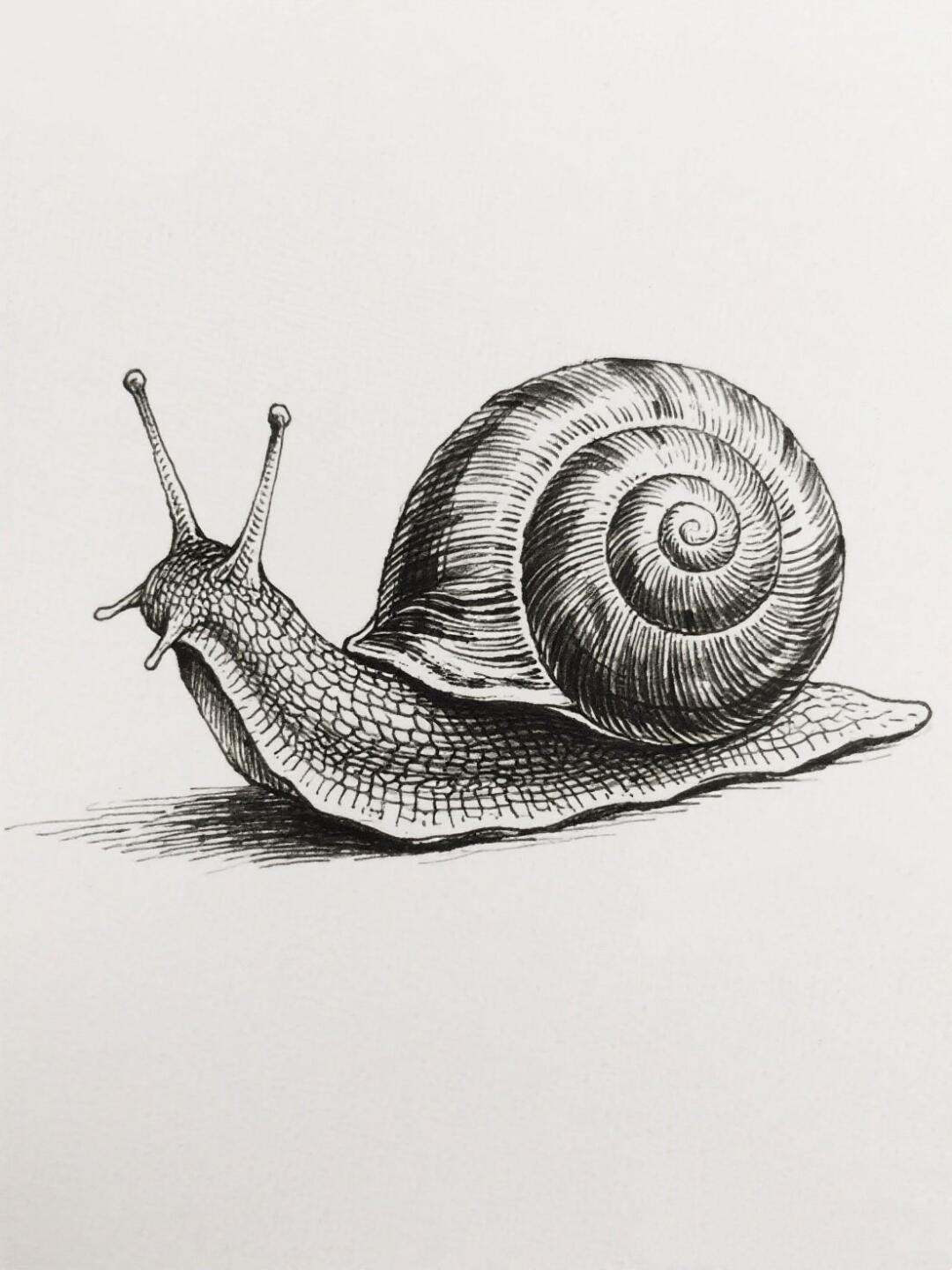 这画风也太有生命力了吧!蜗牛