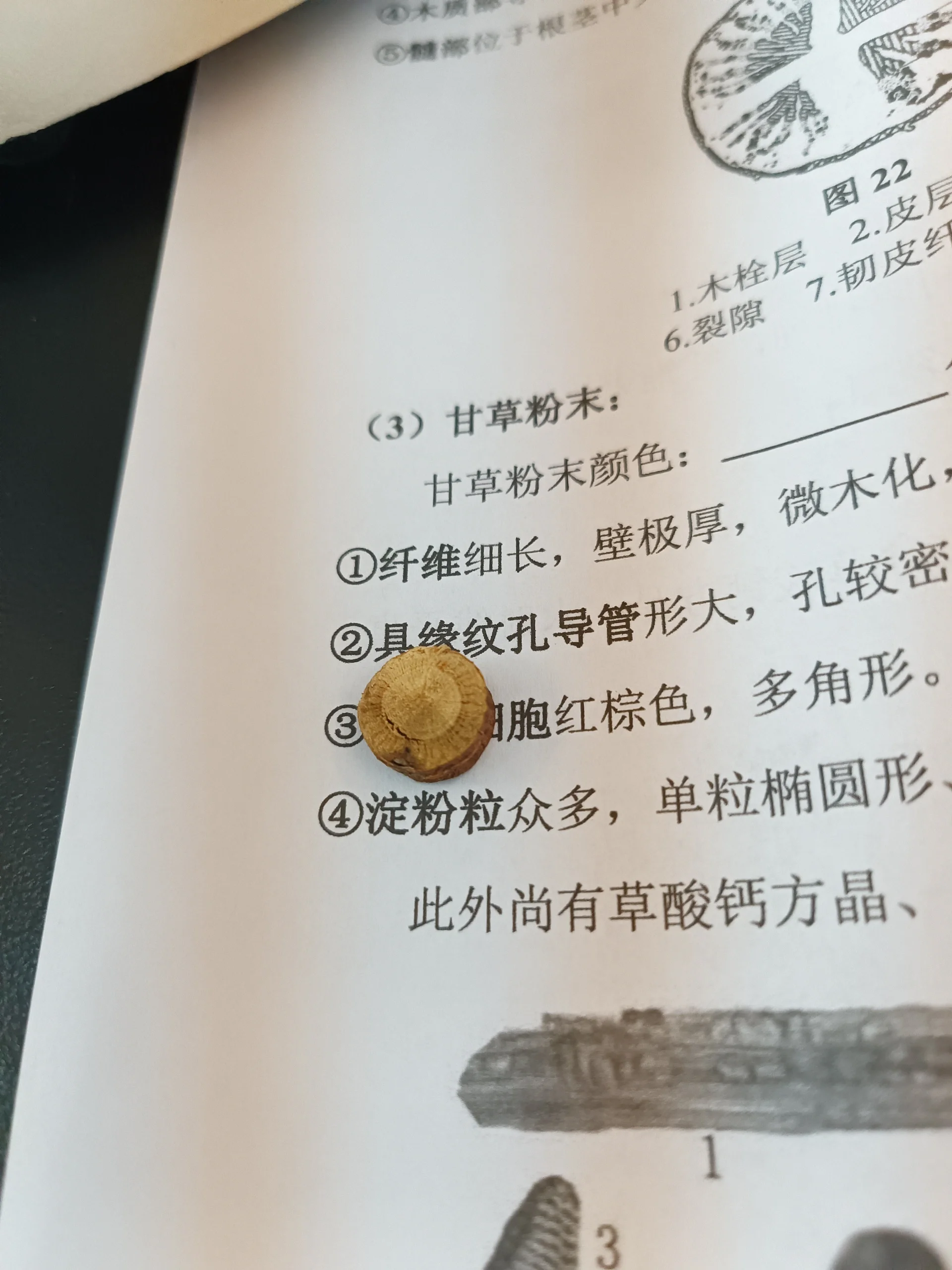 猜猜甘草是什么味道的 今天浅尝了一下,甚至最后全咽下去了 只能说
