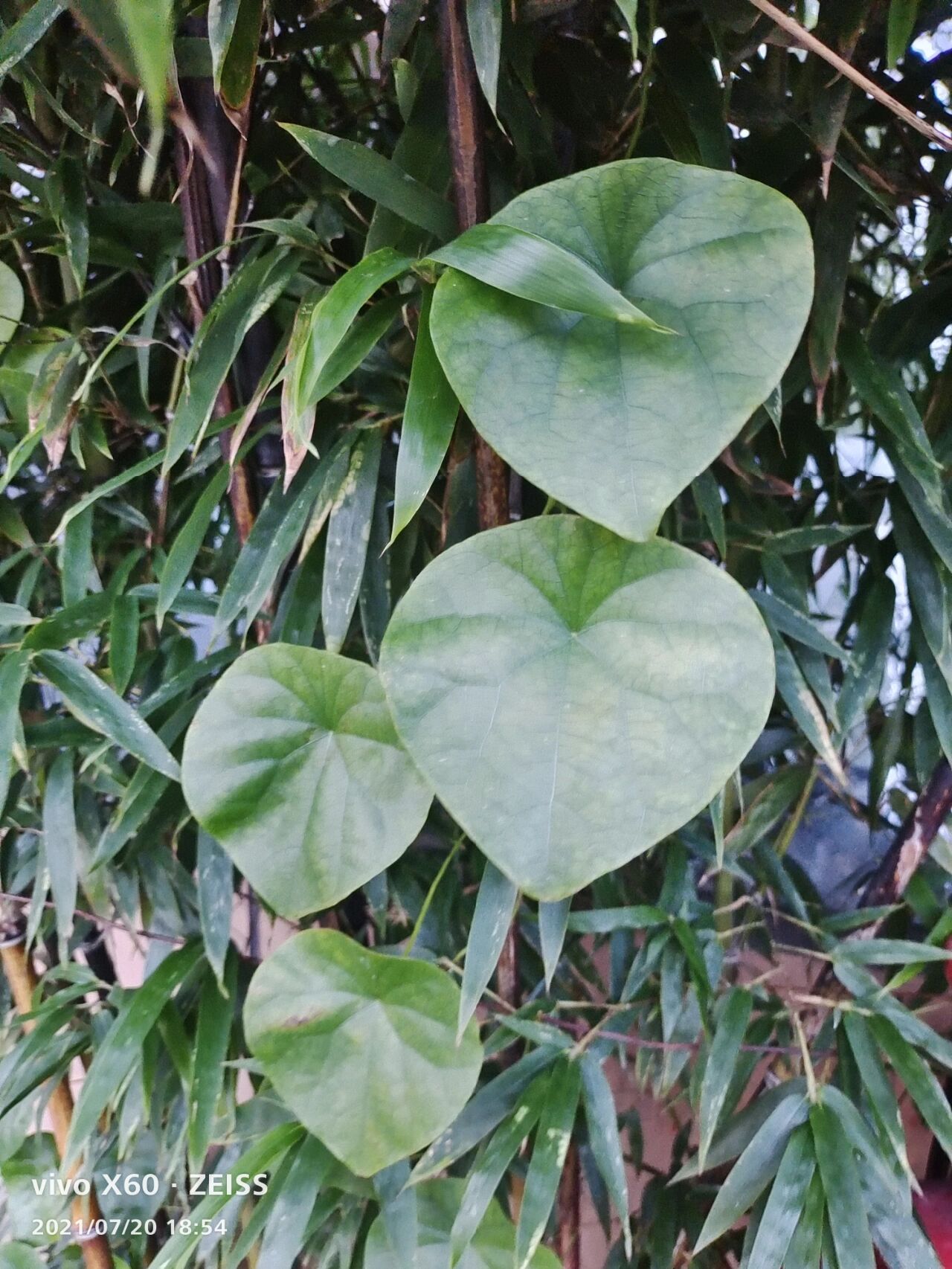 随拍的野生藤植物 经常看到这样的野生藤植物