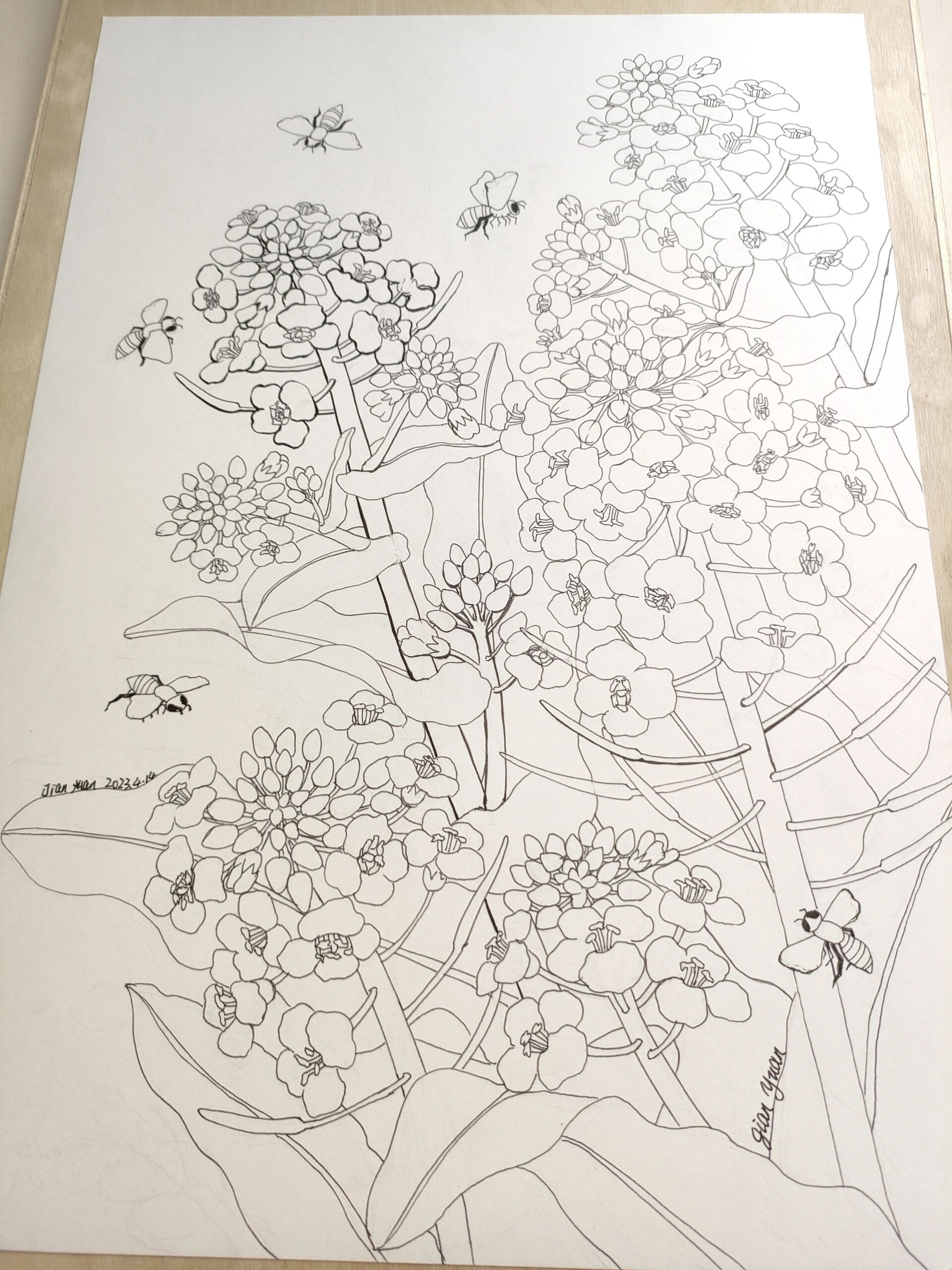 油菜花马克笔绘画线描春天插画装饰画原创