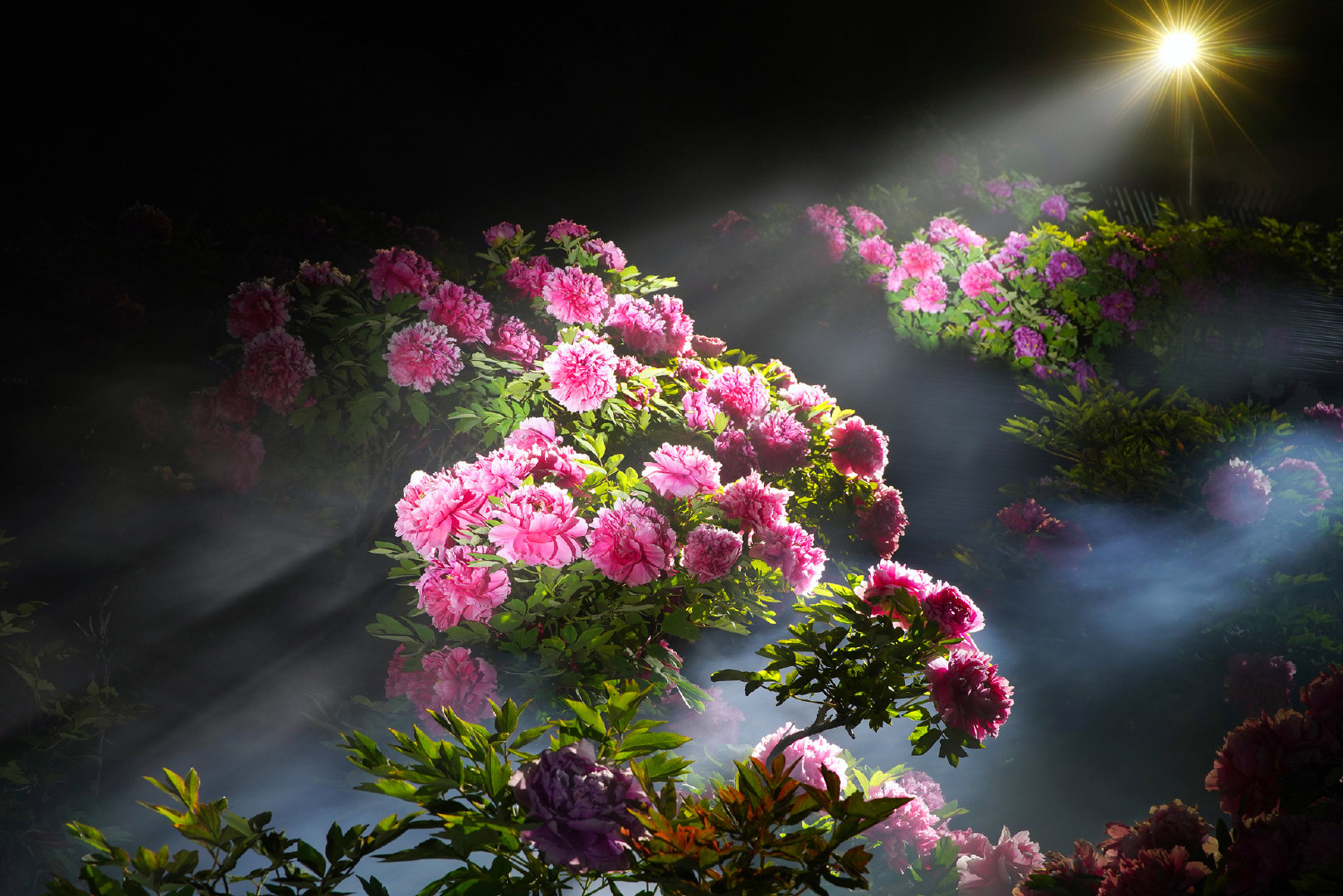 #奔赴河南限定花海畅享春日# 来过洛阳,才能感受到"