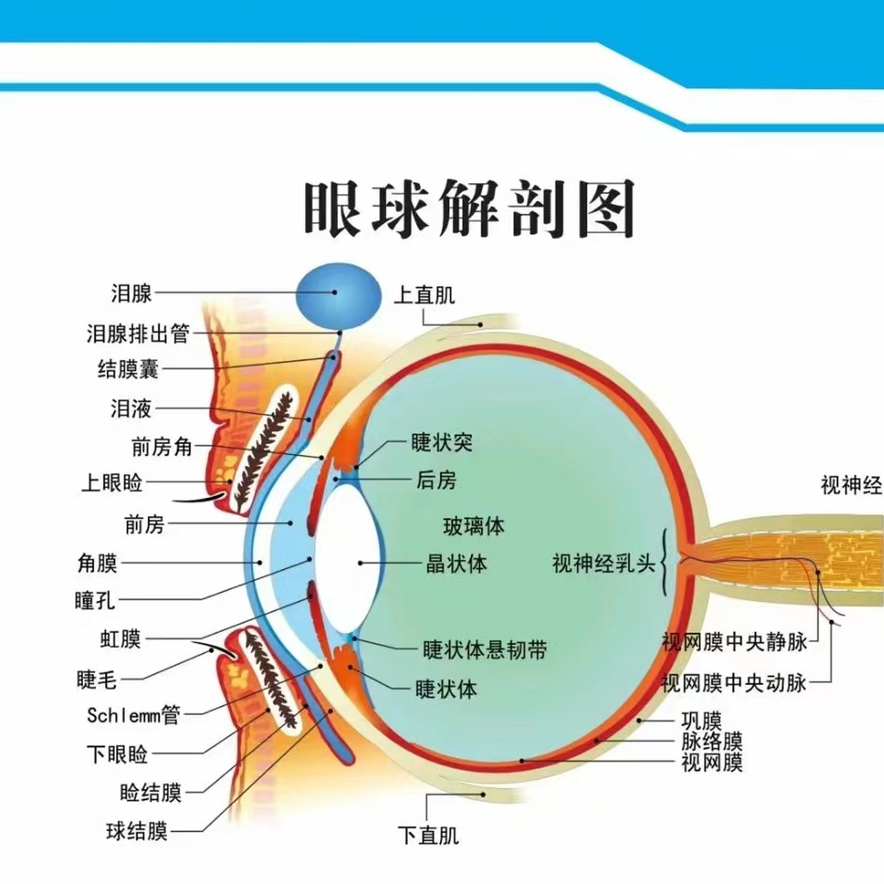 眼睛图片结构图 眼球内部结构及功能: 角膜:眼球的保护盾牌并为眼睛