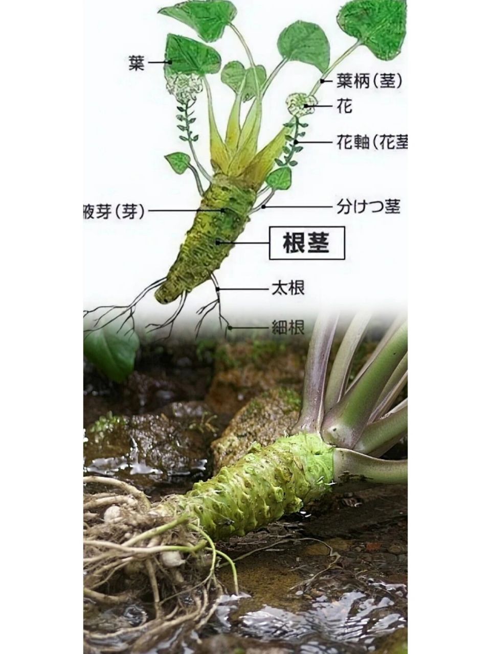 山葵——日料灵魂中の绿色黄金 山葵,辣根,芥末这三种调料或多或少有