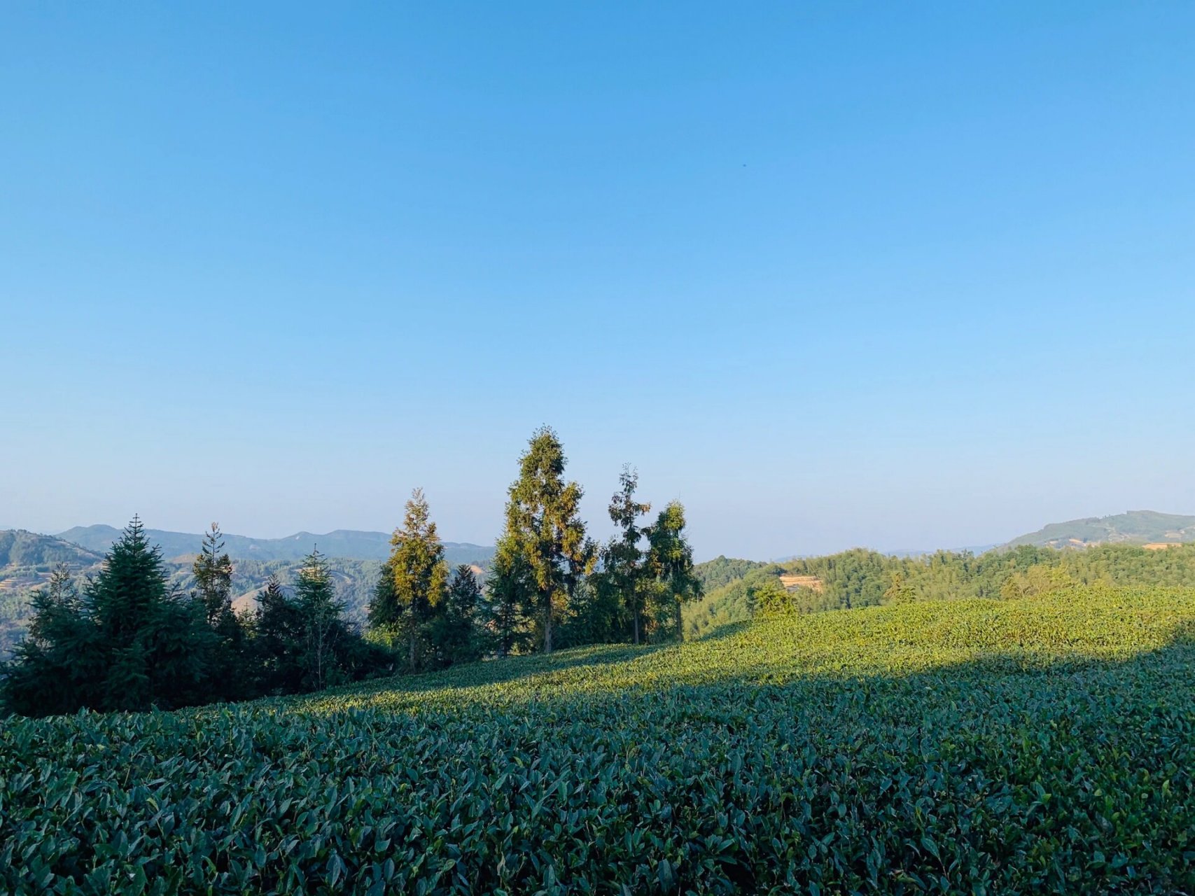 福鼎磻溪大洋山 海拔是真高 空气是真好 茶是真好茶