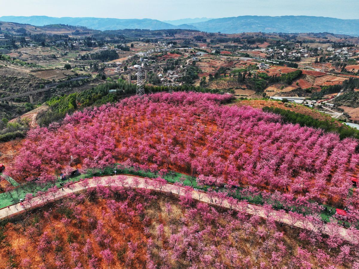 昆明宜良山后樱花谷图片