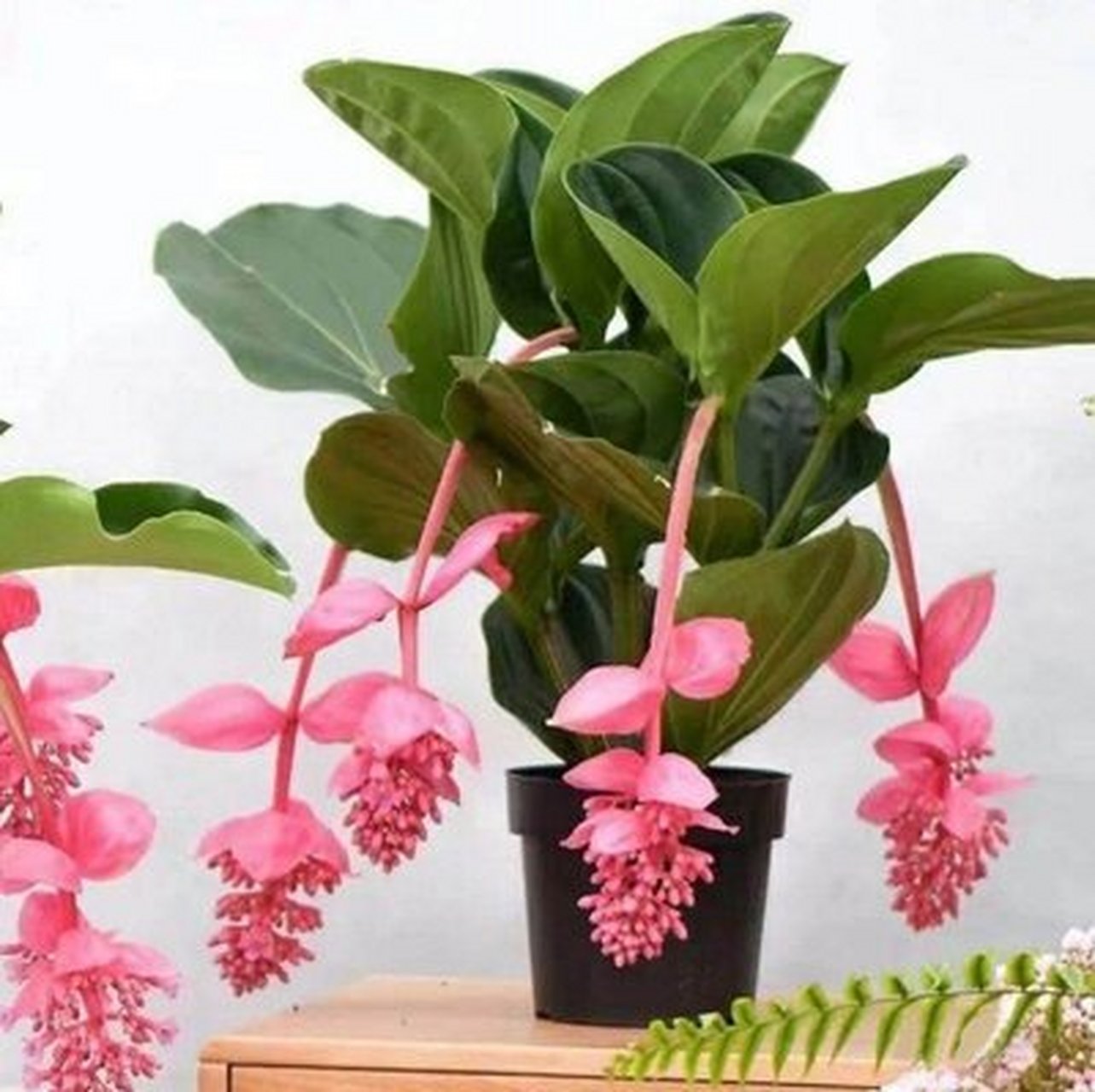 曾经售价上千元的宝莲灯花,到底有什么魅力 每天一个植物小科普,今天