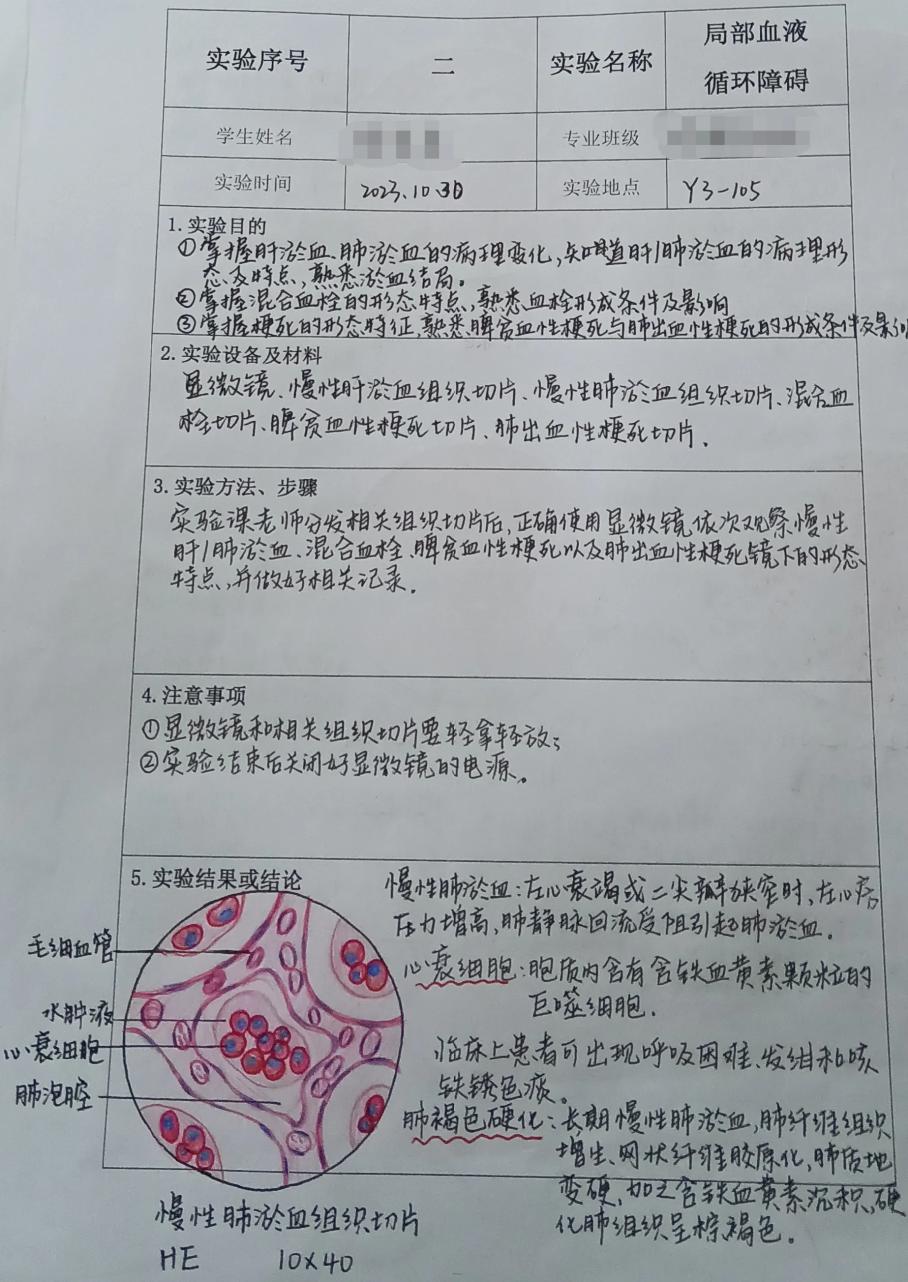 结核结节实验报告图片