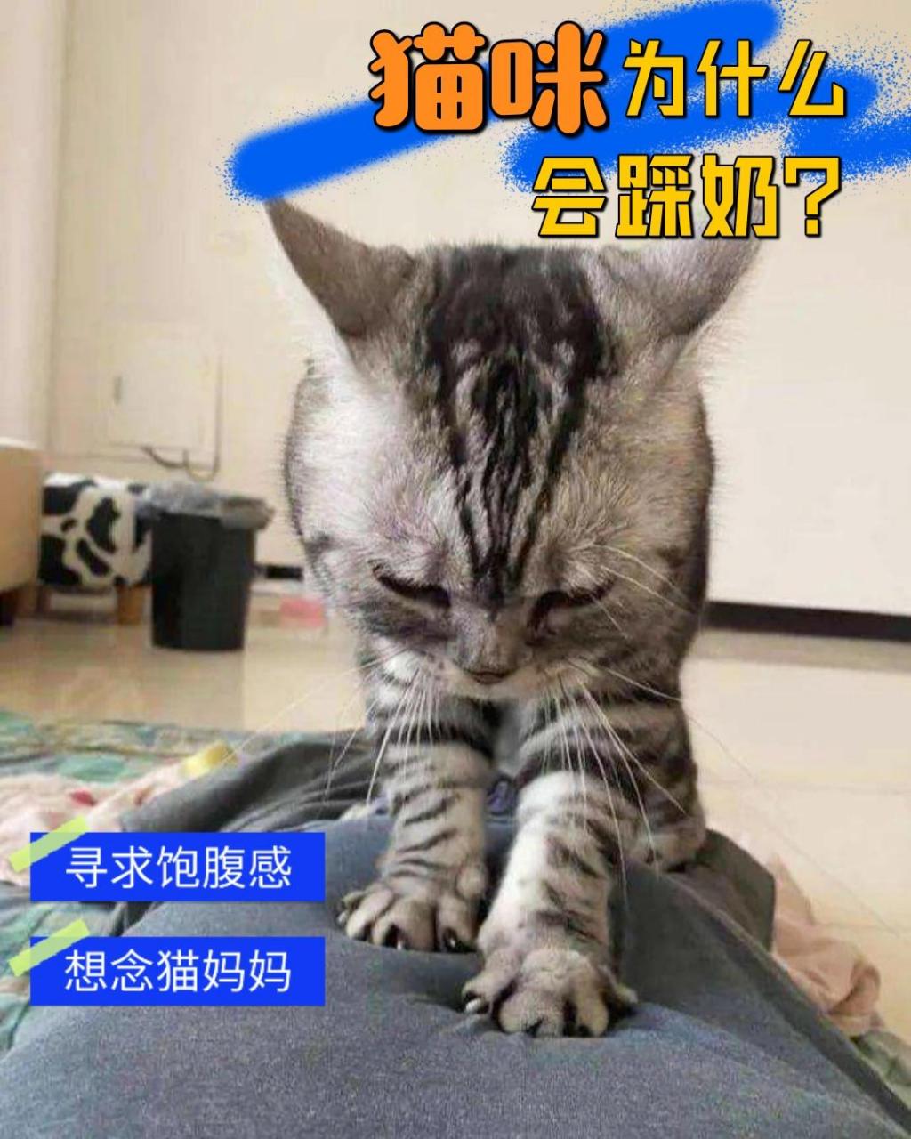 你家猫咪有"踩奶"过吗?原来是这个意思!
