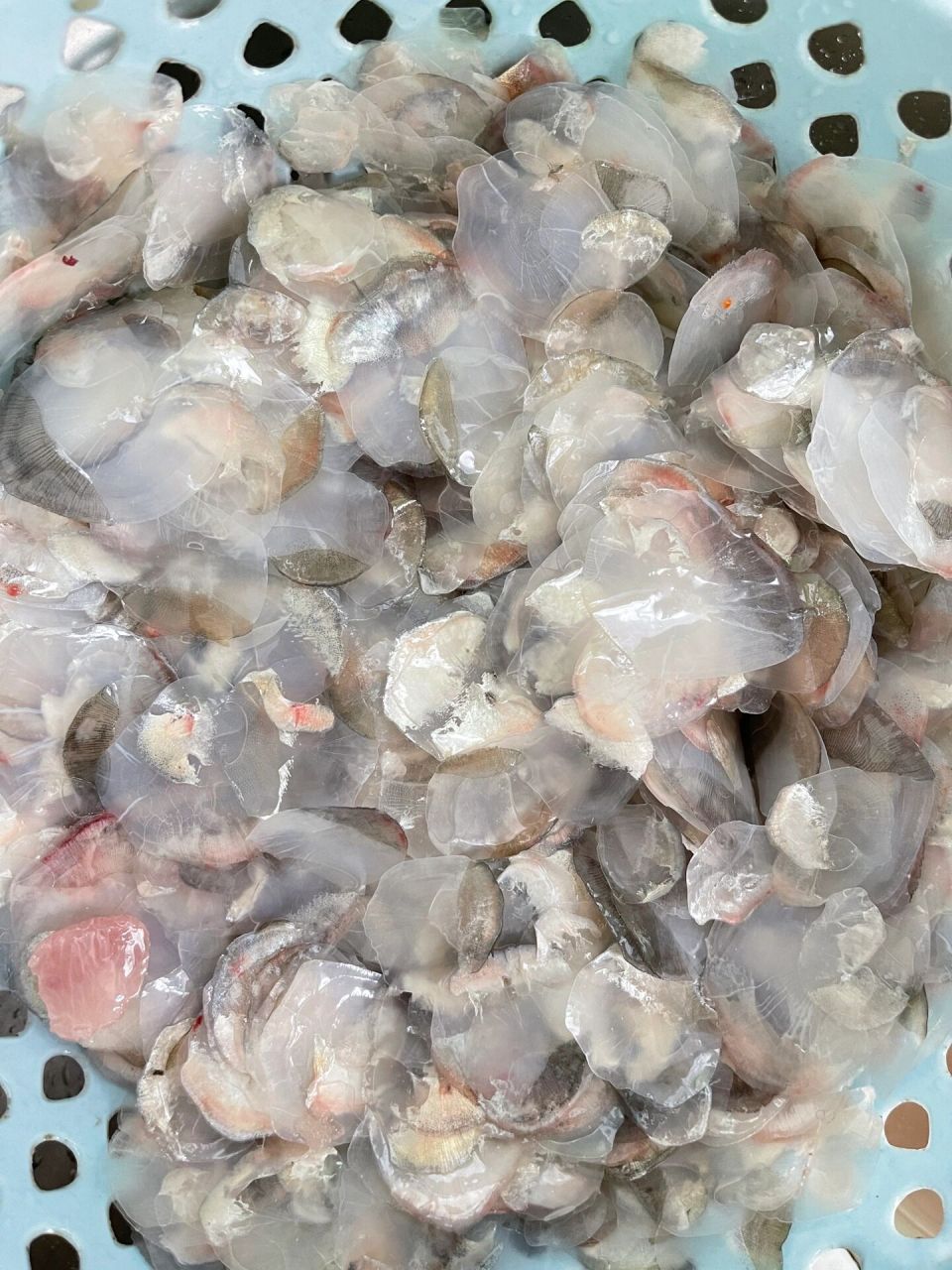 水庫野生大青魚 好大一隻水庫青魚,魚鱗片拿來清洗後做個魚鱗凍,魚塊