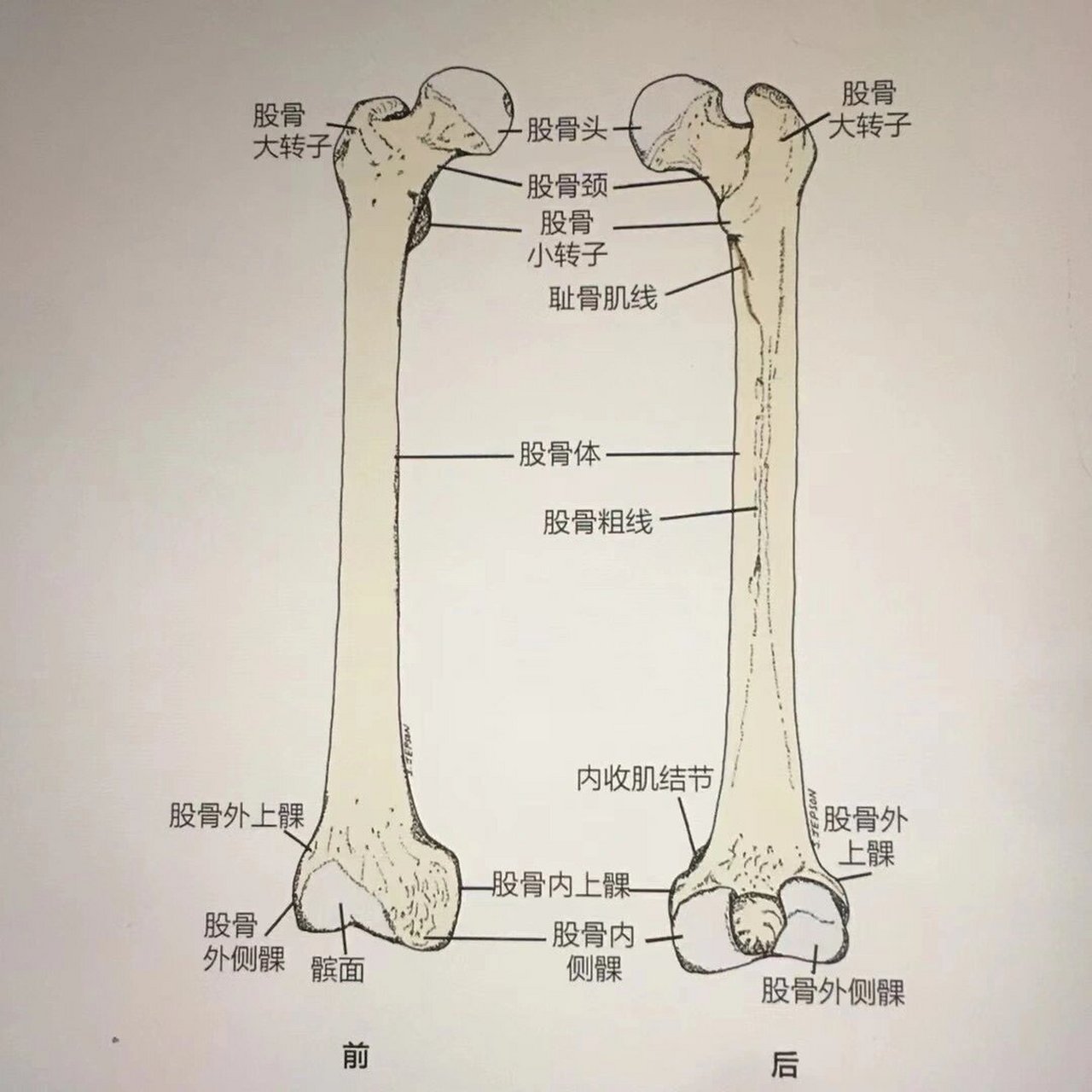 股骨的常见骨性标志 今天要分享的内容是:股骨的常见骨性标志,记得拿