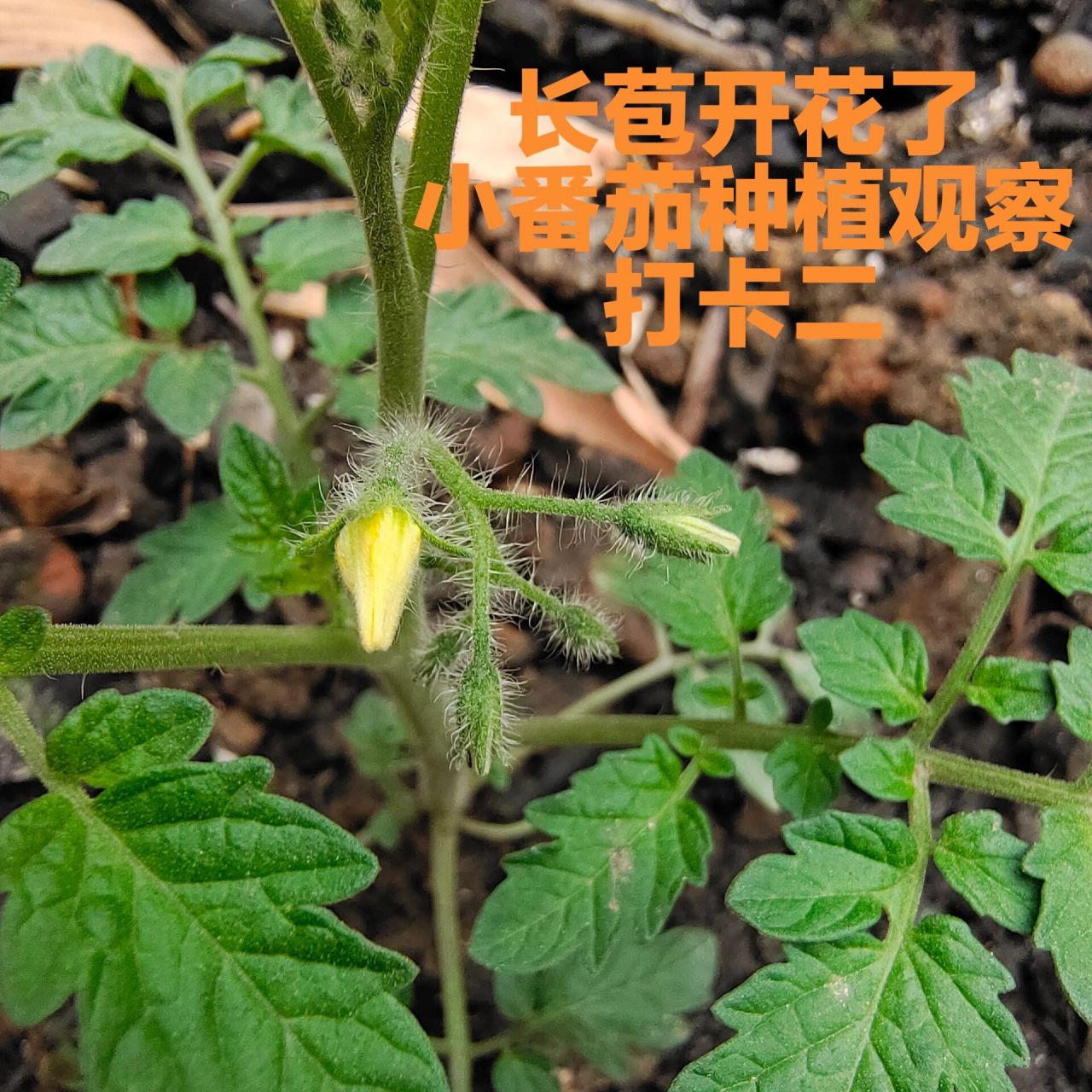 小番茄种植过程图片