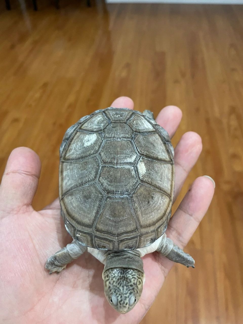 乌龟背甲白色斑块 西非背甲出现白色斑块这是真菌感染么?