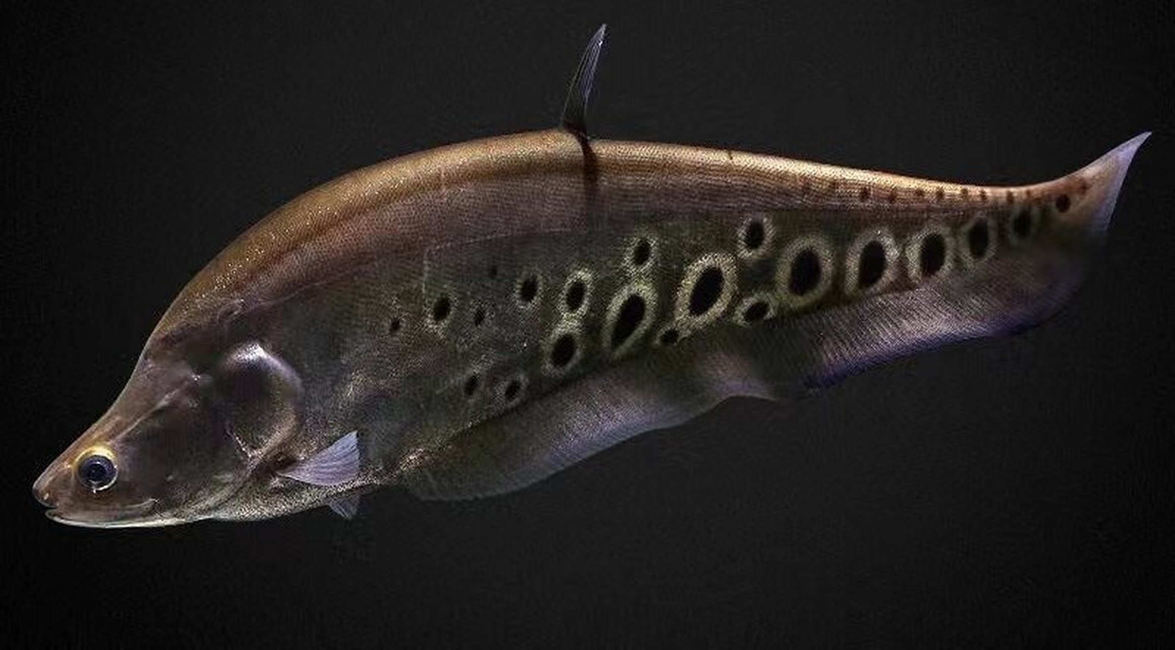 观赏鱼类科普之热带鱼(34,七星刀鱼) 七星刀鱼(学名:notopterus chita