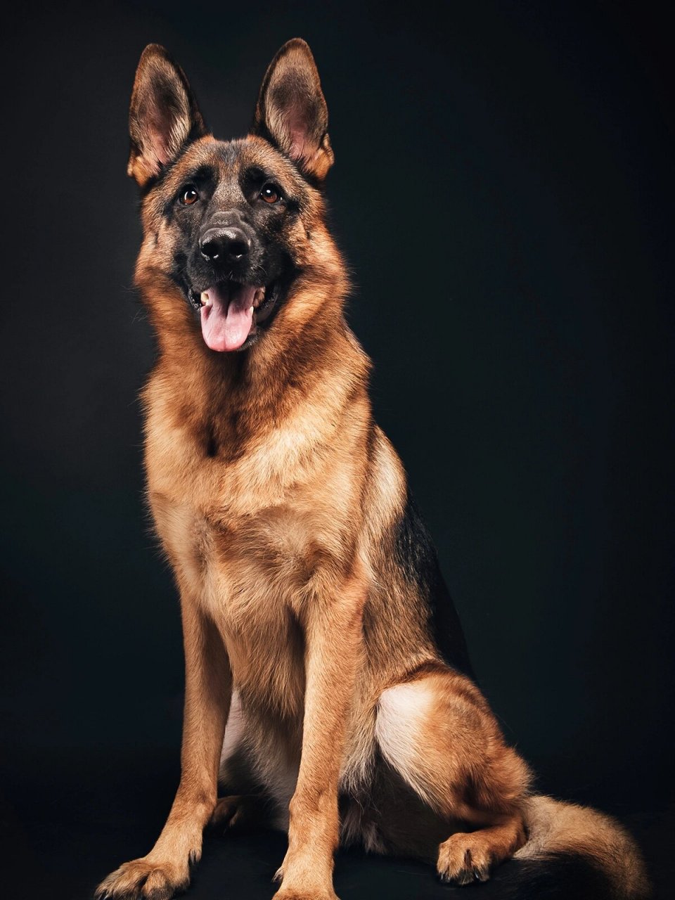 帅气又呆萌的德牧|"猛犬"在身边 00 充实又美好的一天开始97啦!