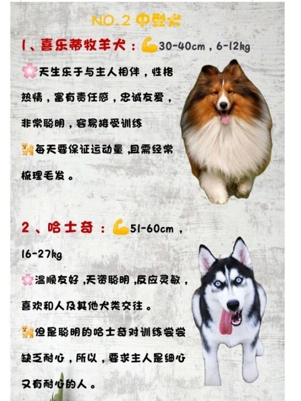 喜乐蒂牧羊犬体重图片