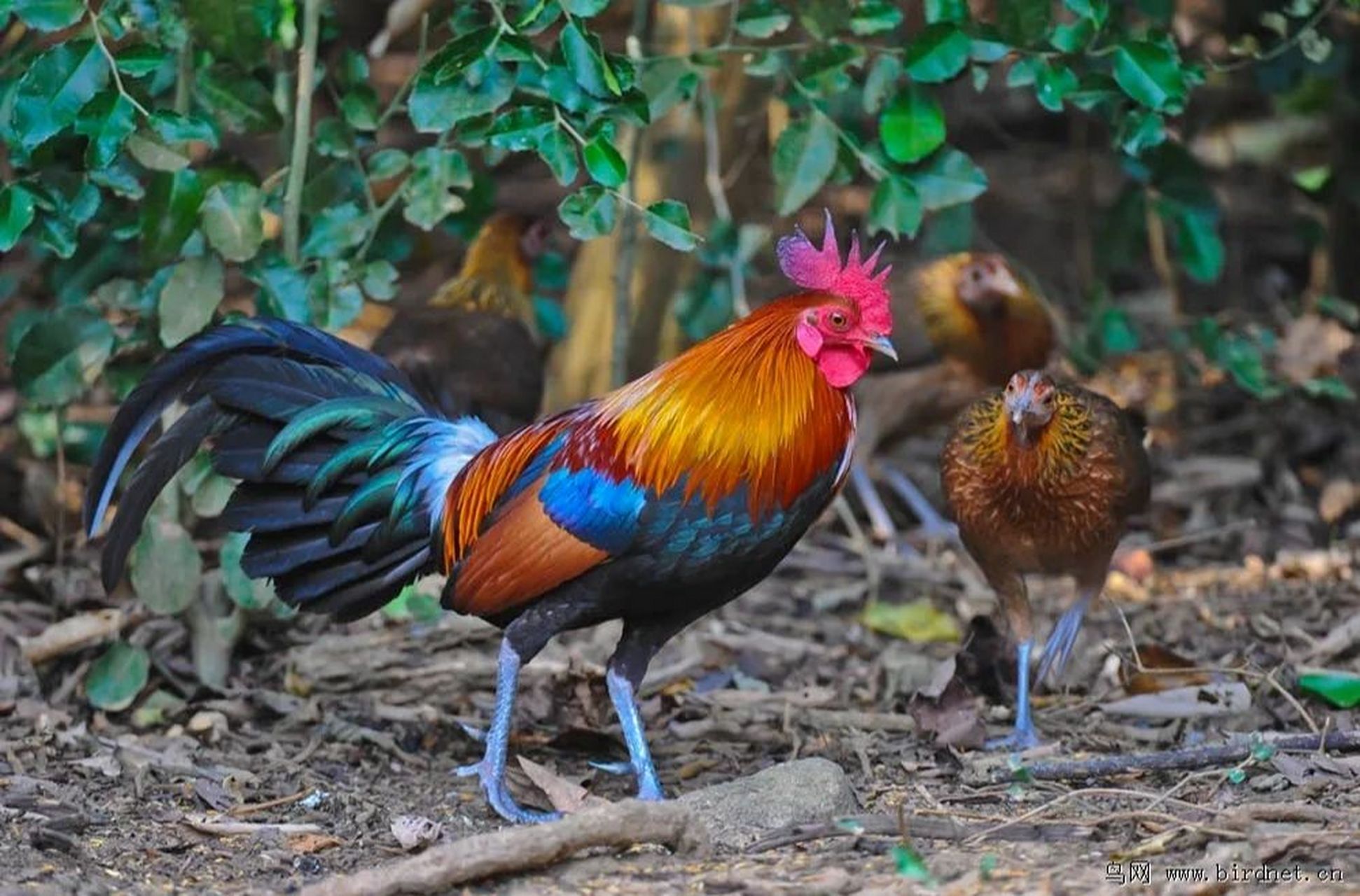 信宜三唛顶小红原鸡(山鸡)图片 (山鸡)养殖