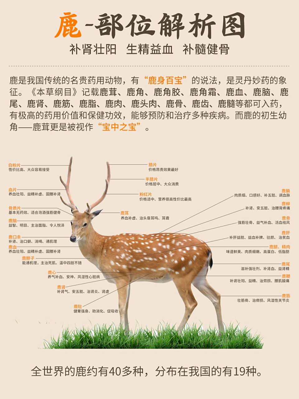 鹿茸有哪几种吃法 鹿茸片的功效与作用  降低血压 服用鹿茸片,可以