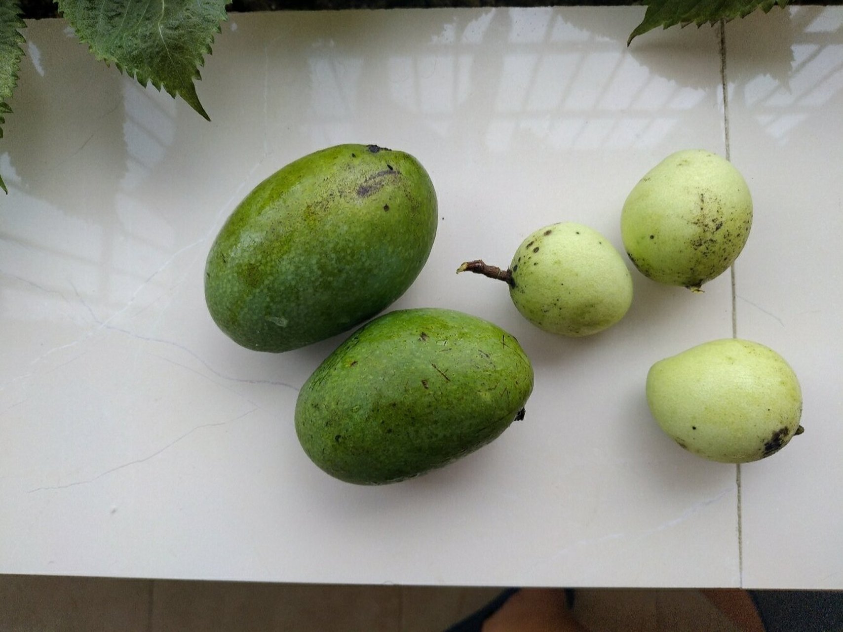 芒果和扁桃的区别 生的扁桃有一点芒果清香,种子也是有点像.