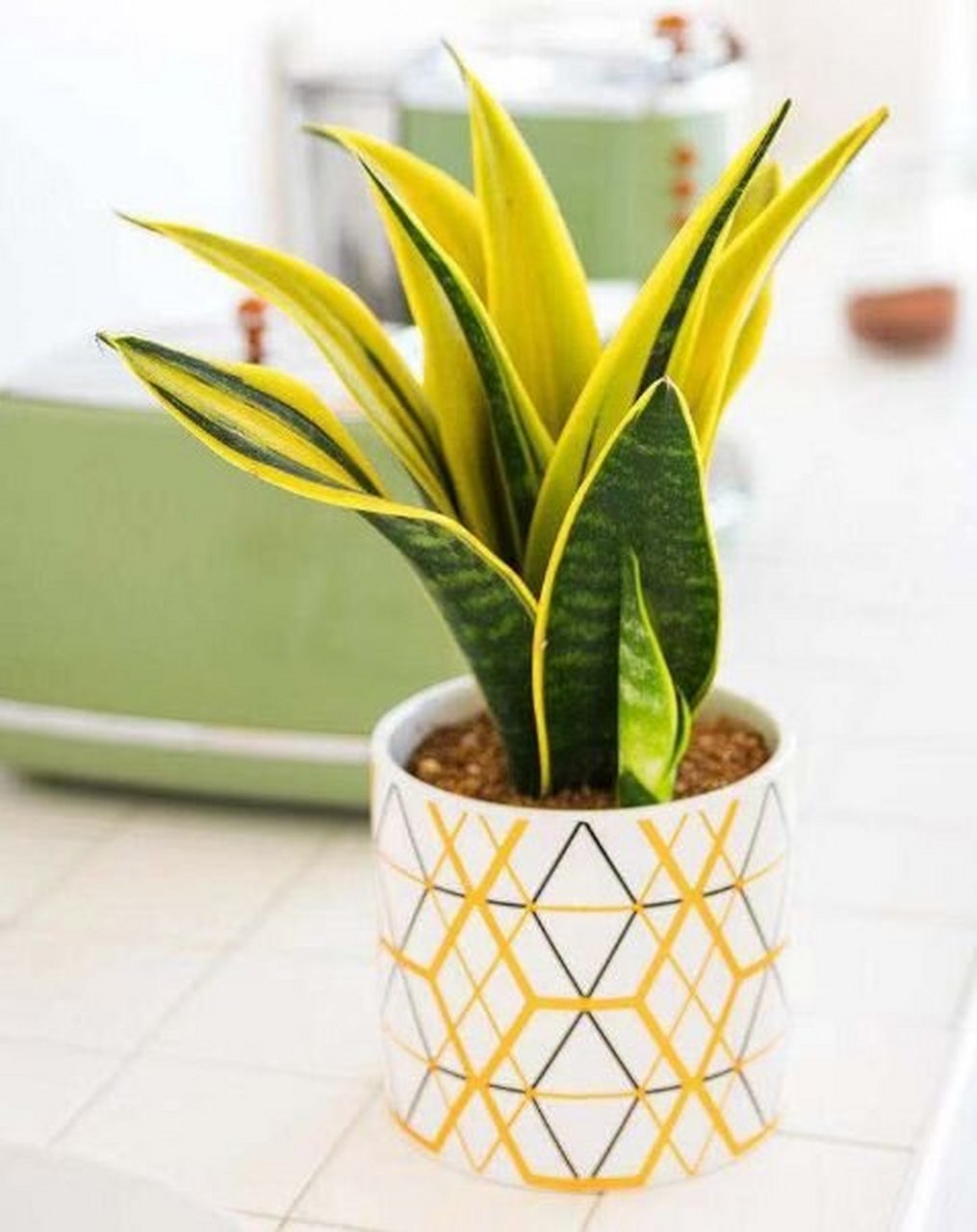 黄金虎皮兰(又称金边虎皮兰)是一种常见的观赏植物,养殖方法和注意