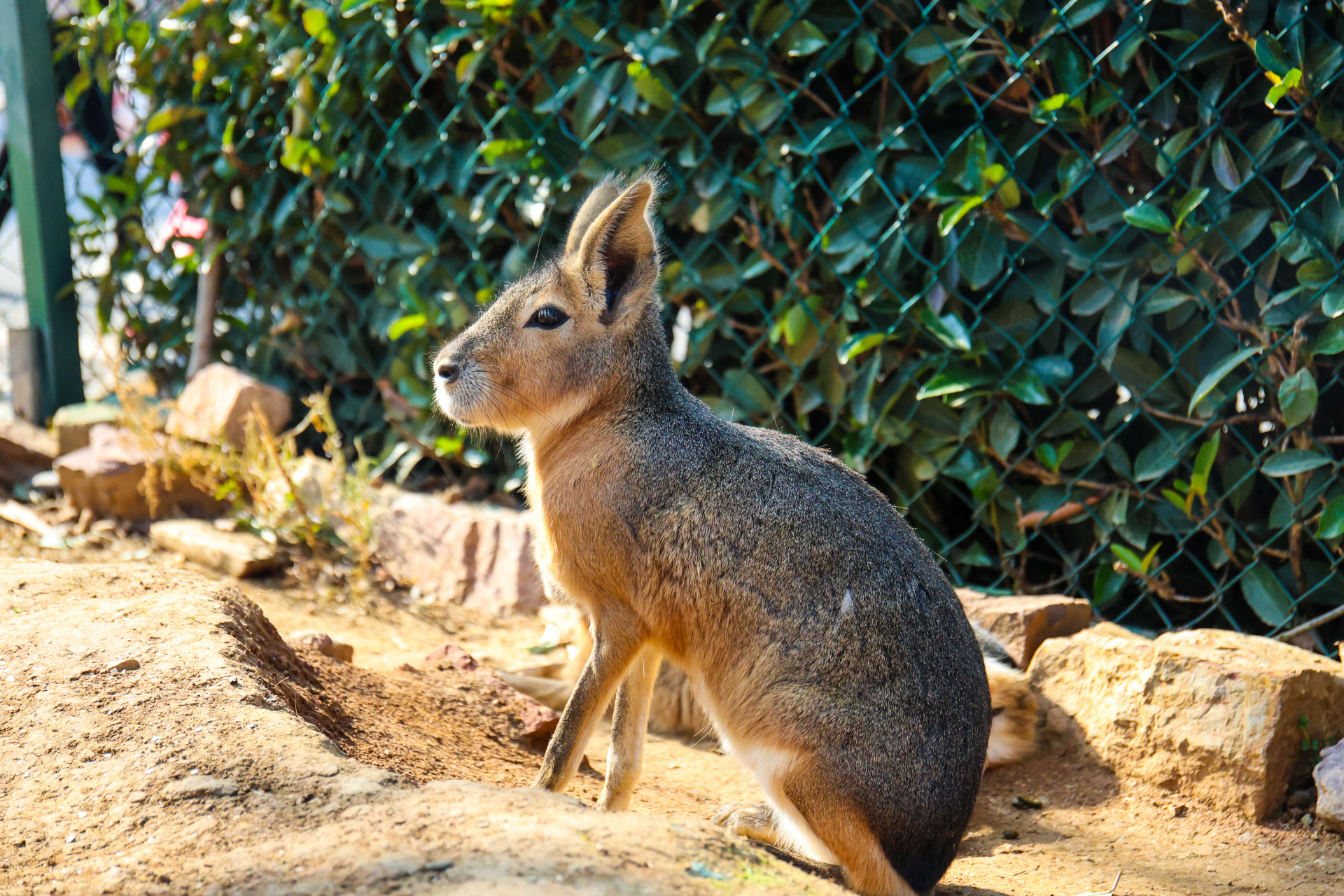 去武汉野生动物王国看看吧!