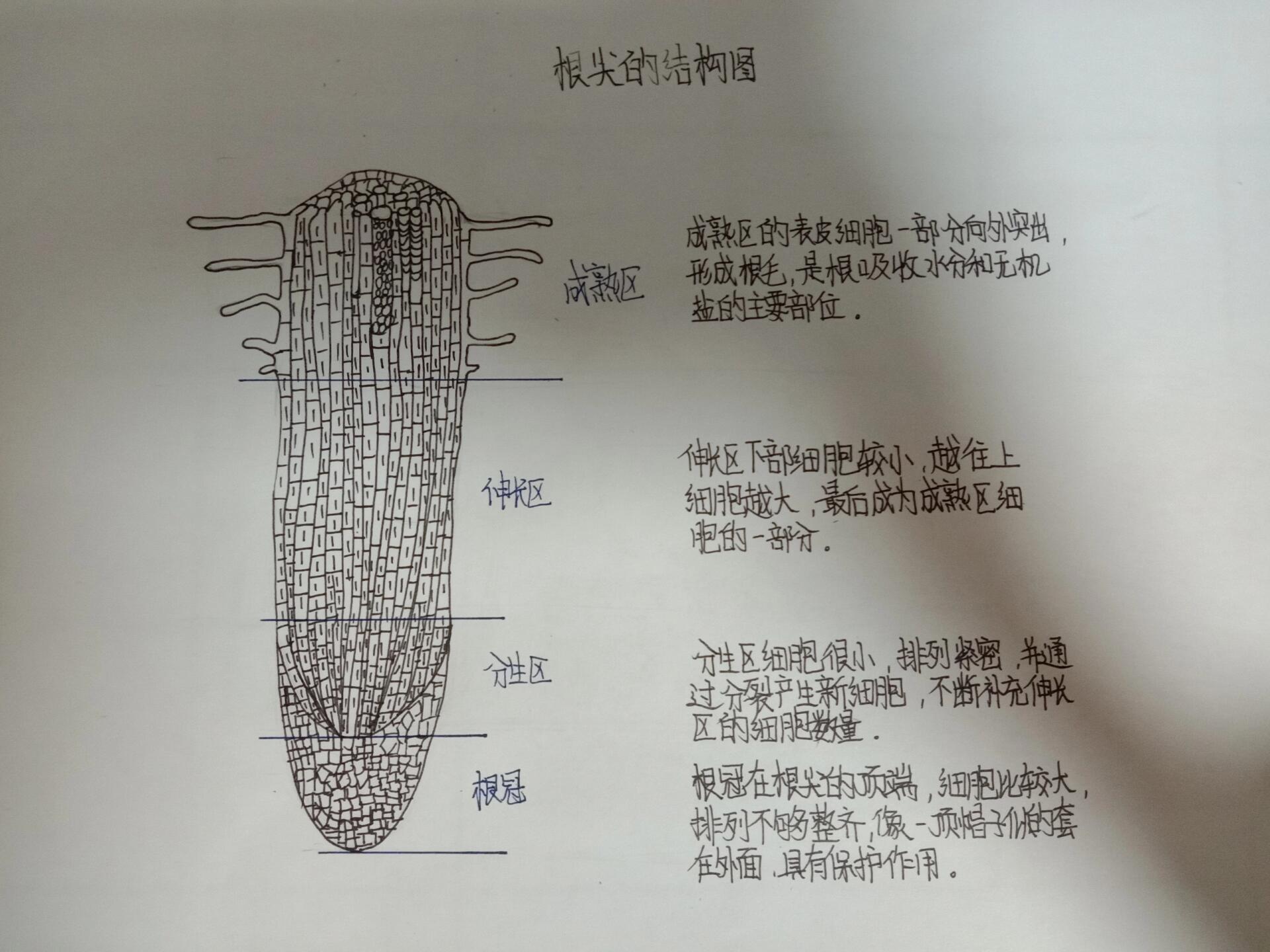 根尖的结构和功能图图片