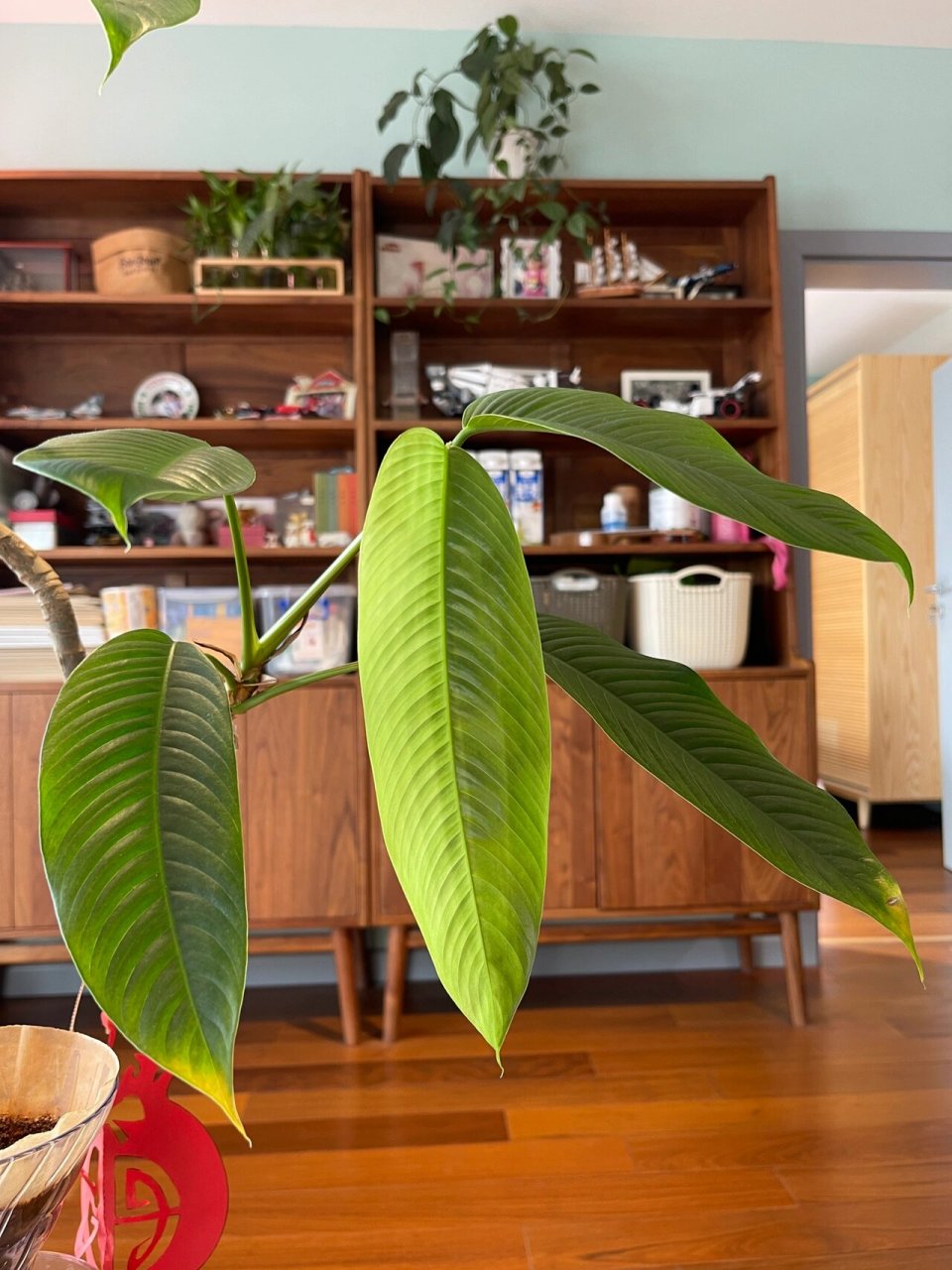 国产观叶绿植天花板,毛过山龙 毛过山龙,也叫皱叶绿萝,天南星科,与