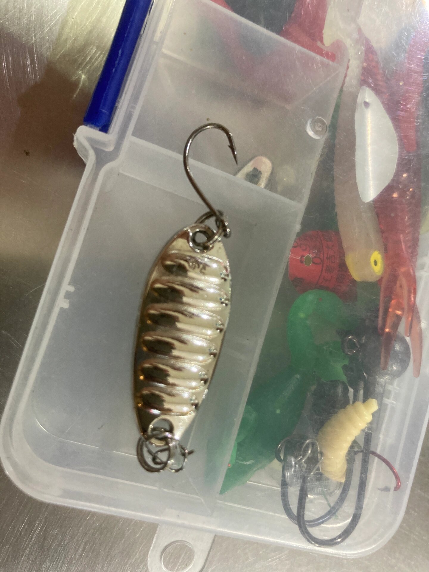 路亚解锁新鱼种:红尾 红尾鱼,俗称:红尾巴梢,尖嘴,学名为蒙古红鱼白