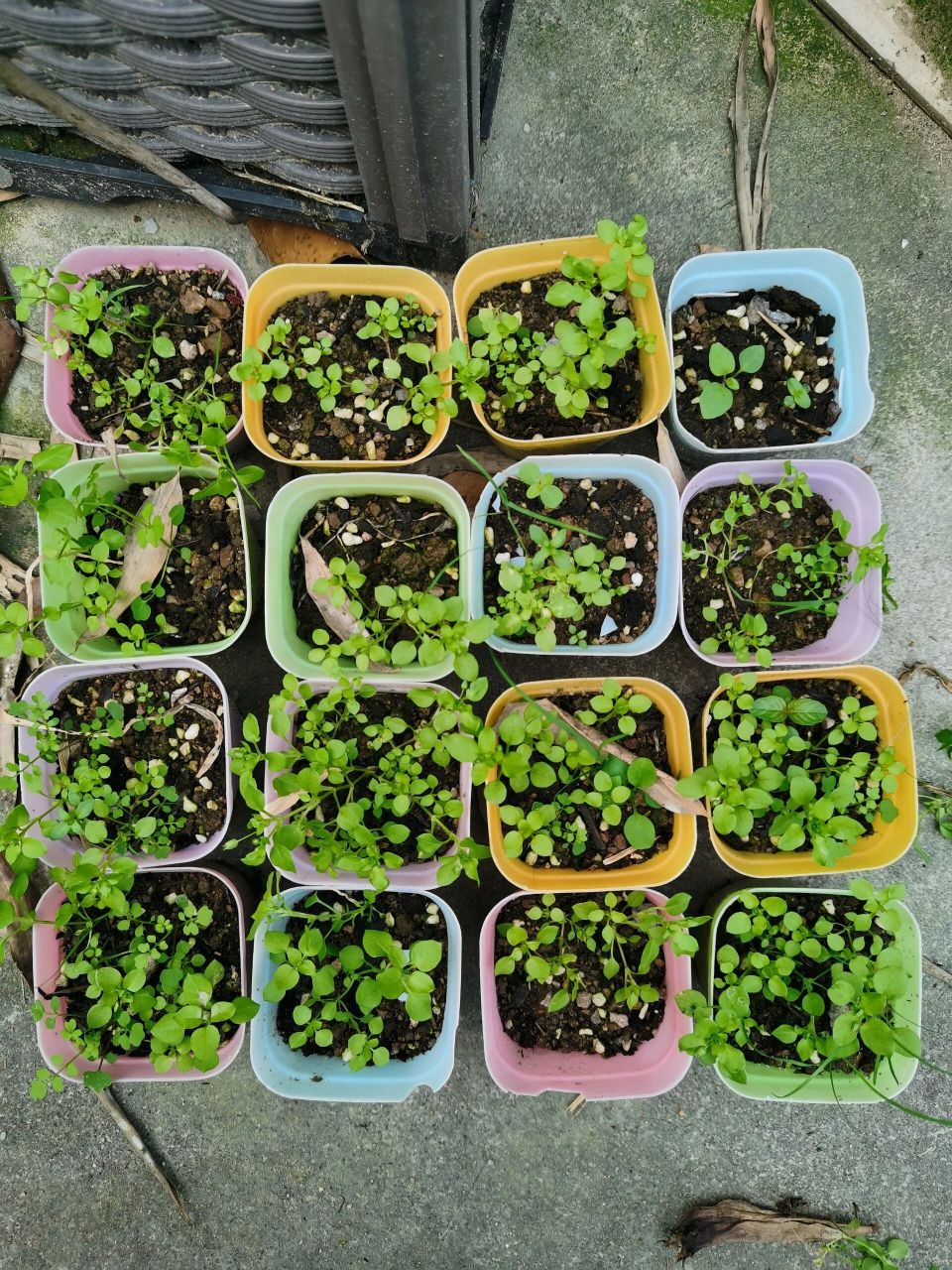 买的绣球花籽终于发芽了,长的真好 9394 买的混色绣球花种子,已经