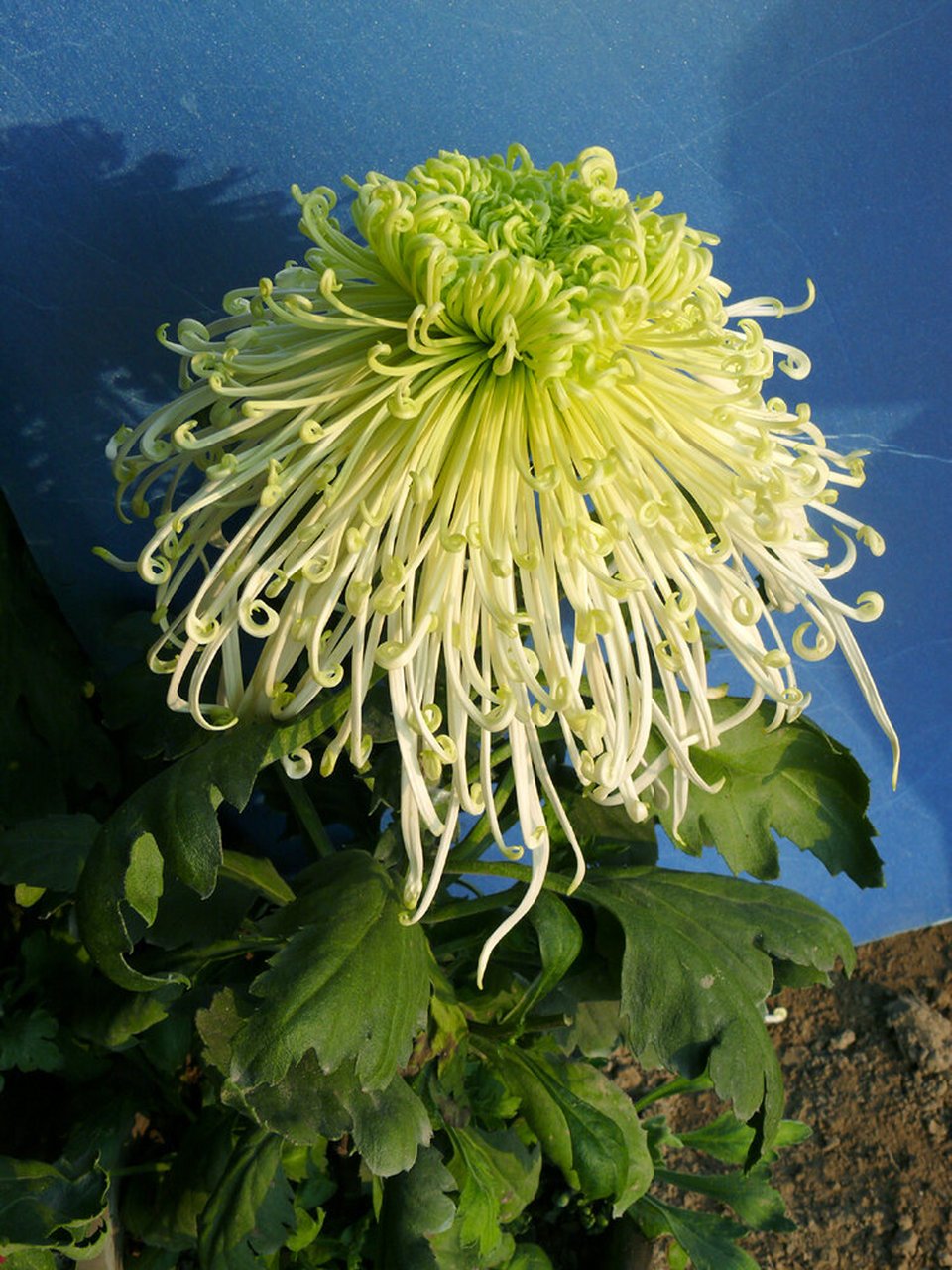 分别是平瓣类,管瓣类,匙瓣类,桂瓣类,畸瓣类,每种瓣型的菊花都具有其