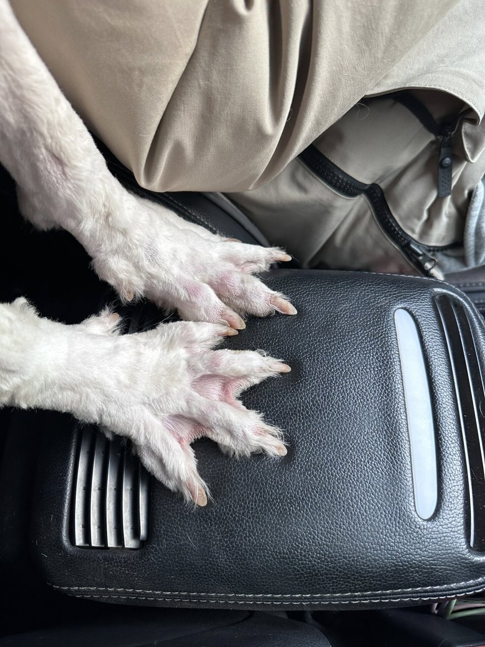 原来古牧长这样09 剃了毛的古牧,真的是丑啊!91