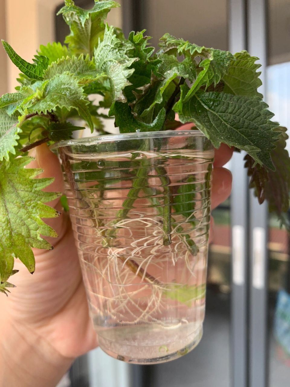 第二次水培紫苏95成功73 第一次水培失败74 失败原因总结: 1.