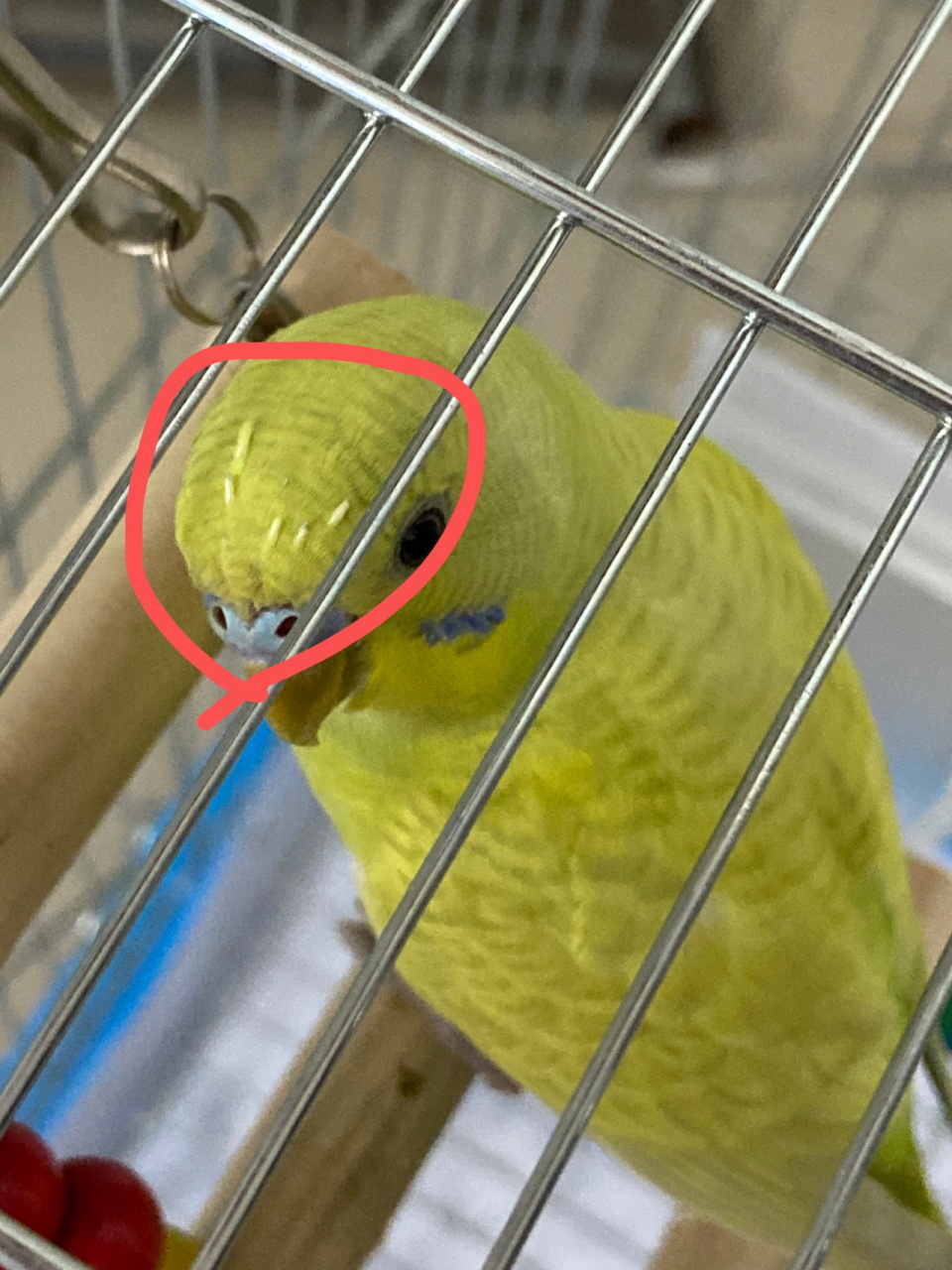 我家虎皮鹦鹉头上长白刺是怎么回事?