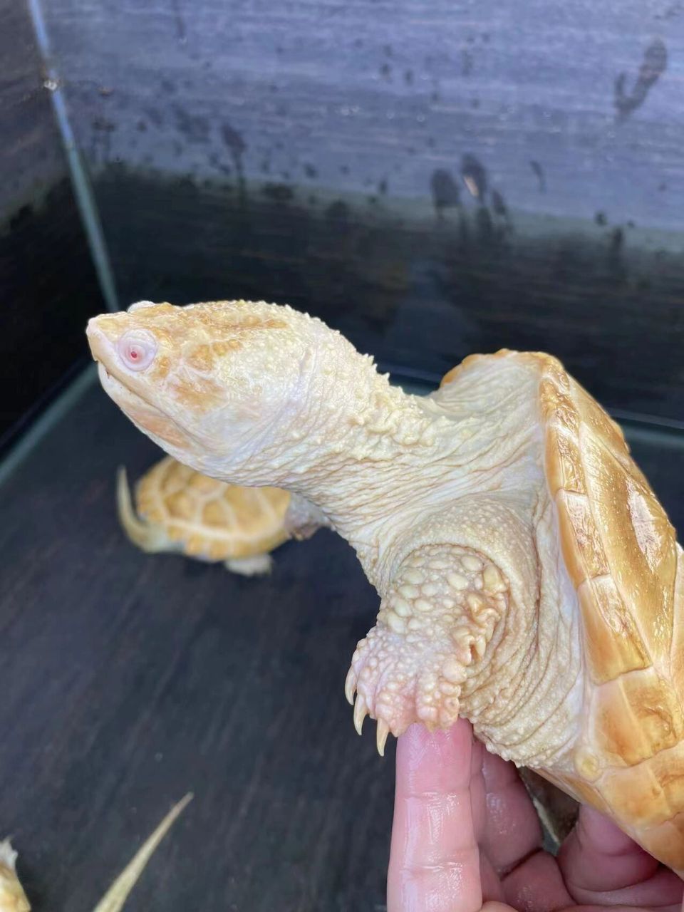 白化鳄龟来咯 完美组合一个公龟三个母龟