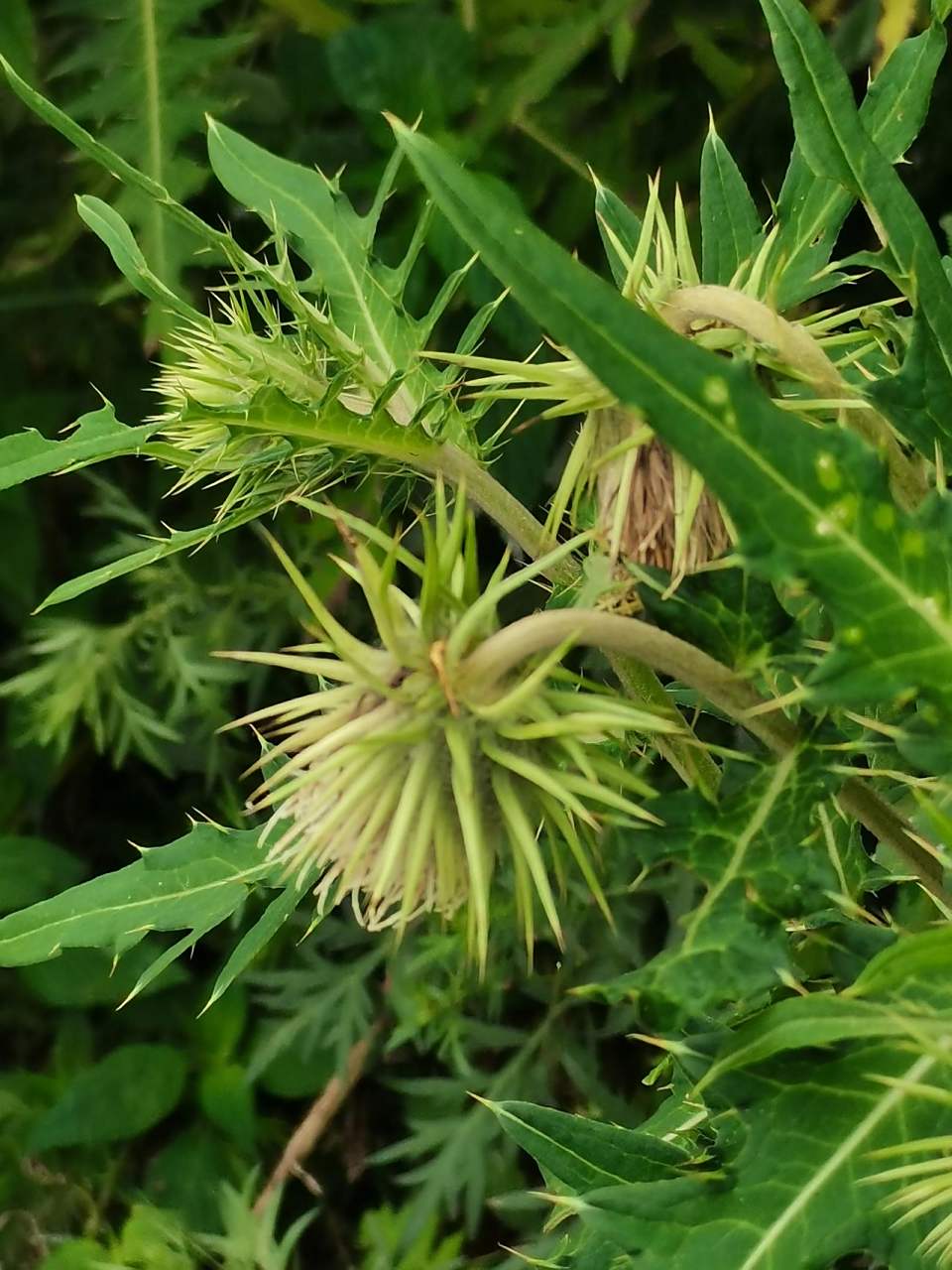 今早在山上遇到一种全身长满刺的植物,可以长到两米多高,开白色的花