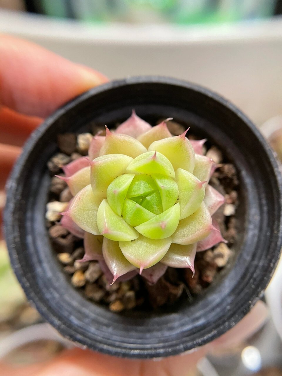 多肉植物麦秆状态图图片