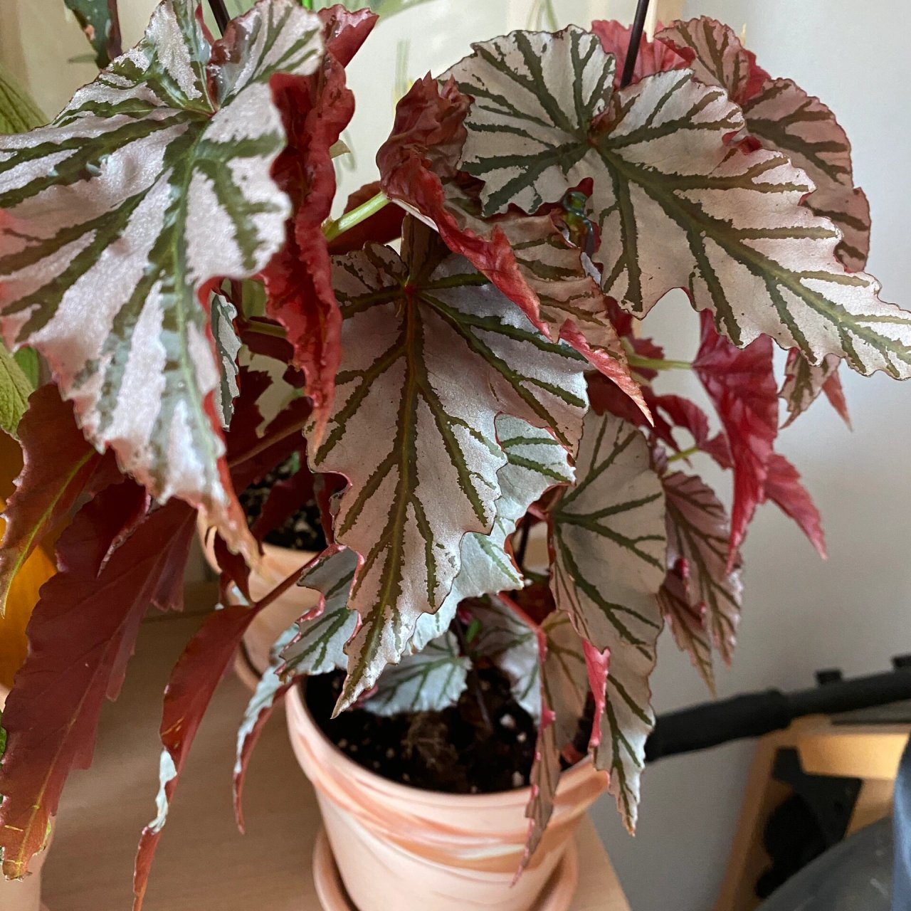 今日推荐——海威秋海棠 海威秋海棠真的好养 夏季不怕高温 颜值也不