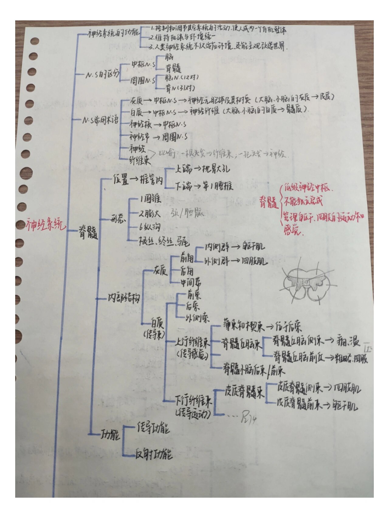 人体神经系统思维导图图片