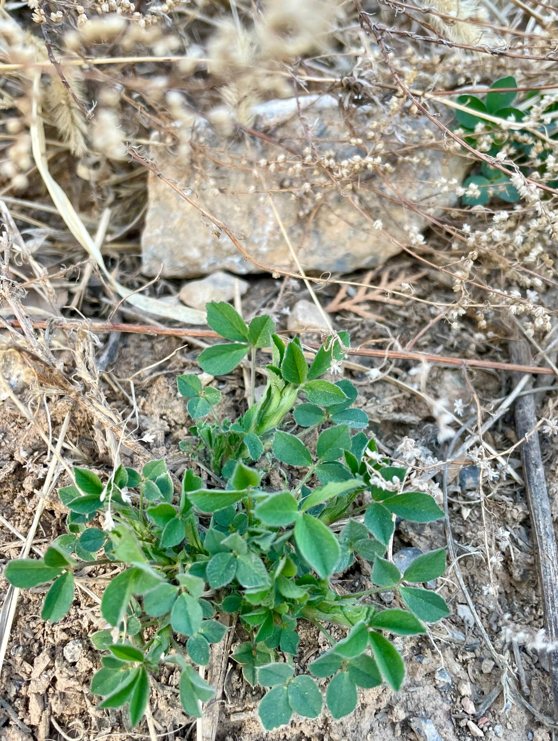 苜蓿芽的功效的图片图片