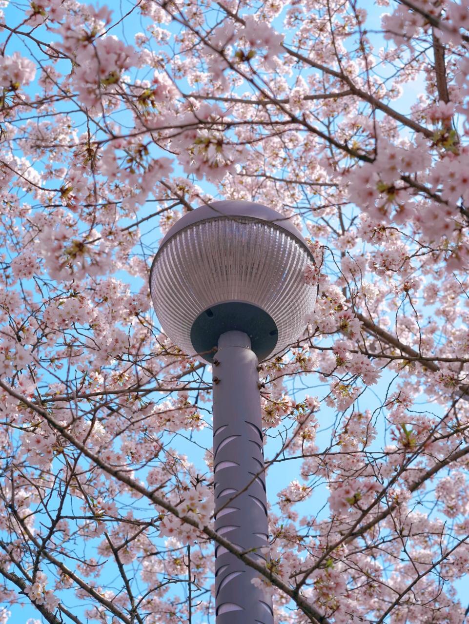 上海东樱花园图片