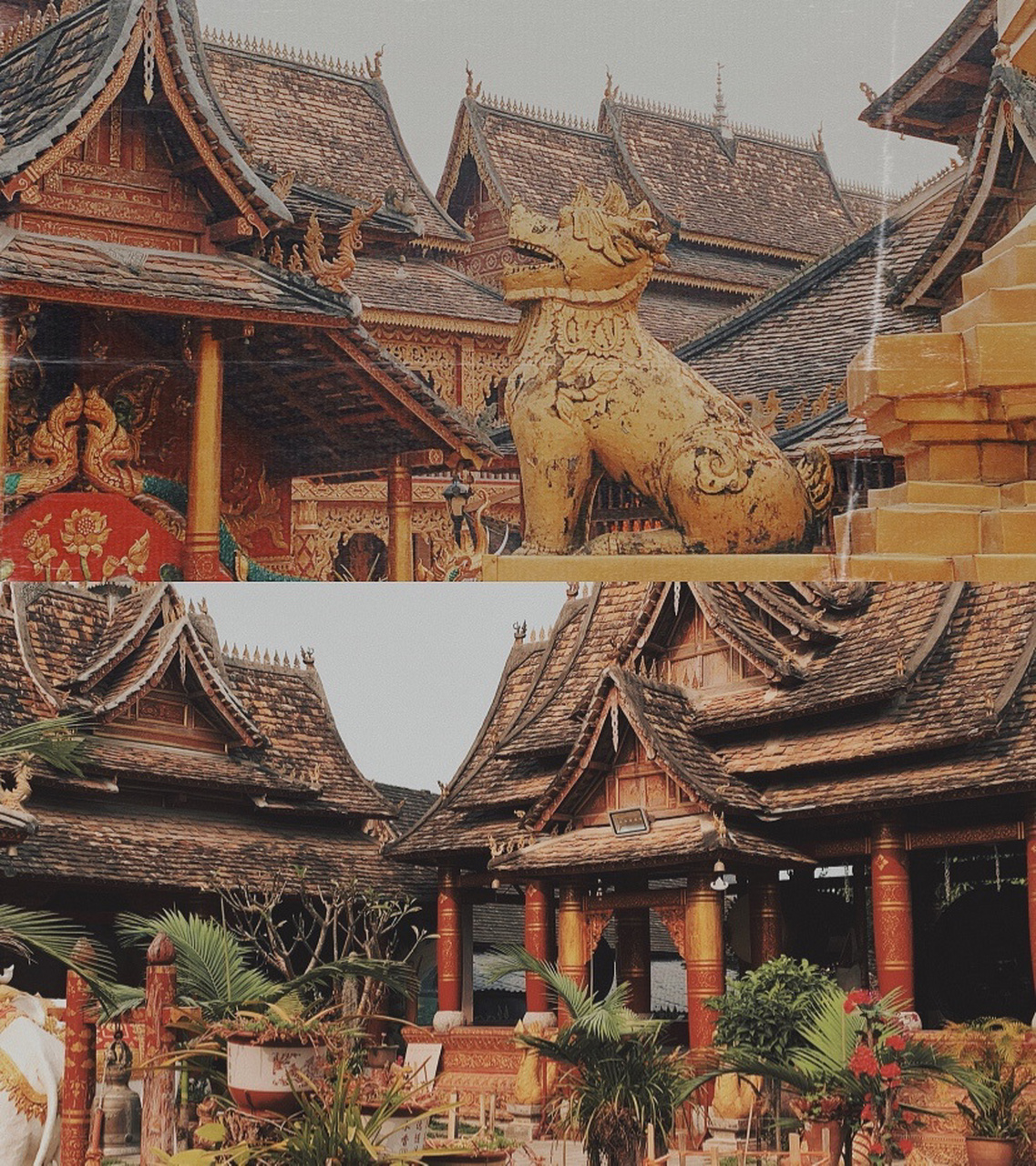 7715西双版纳橄榄坝傣族园由保存最完好的五个傣族自然村寨组成